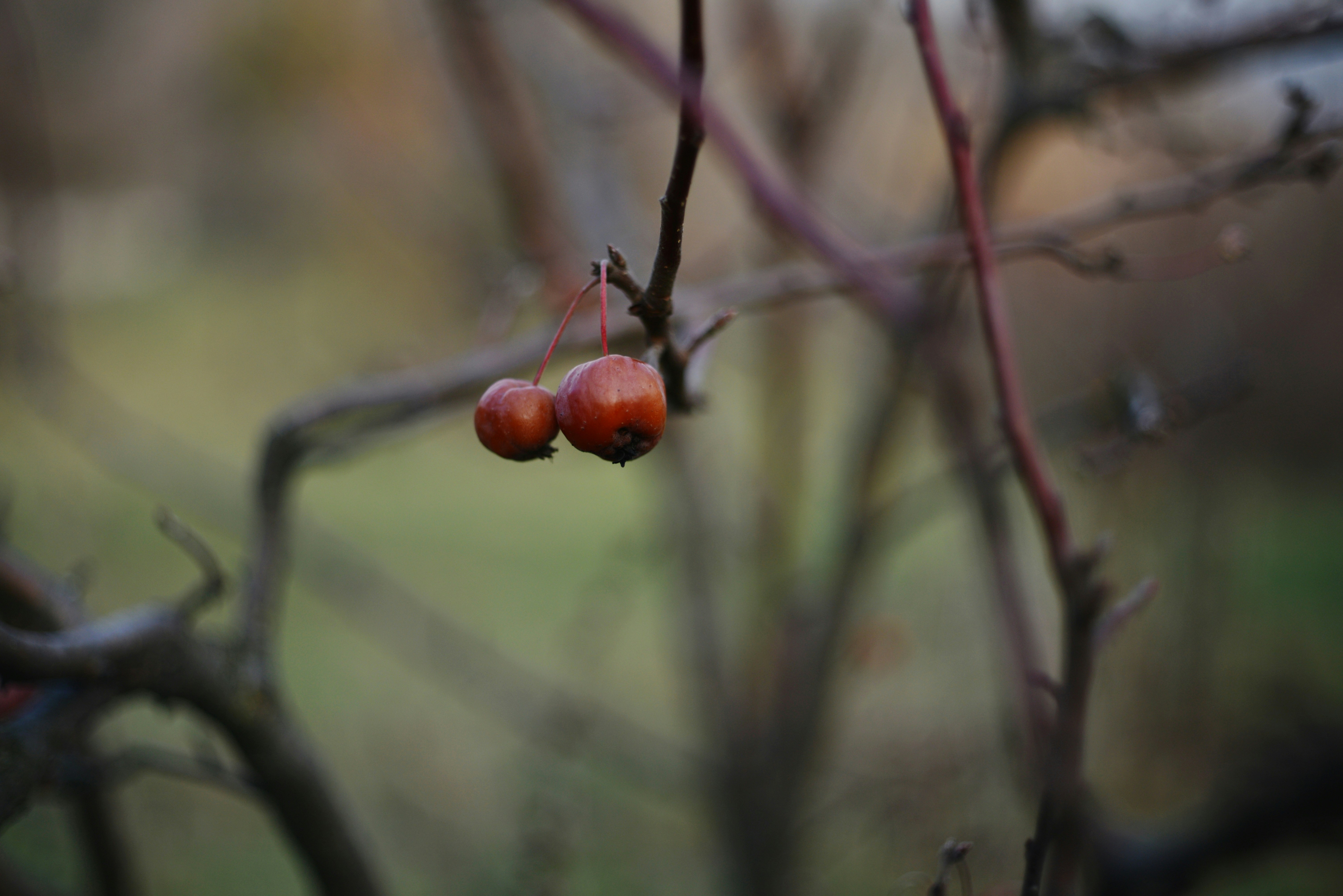 Photo by cherstve_pechivo