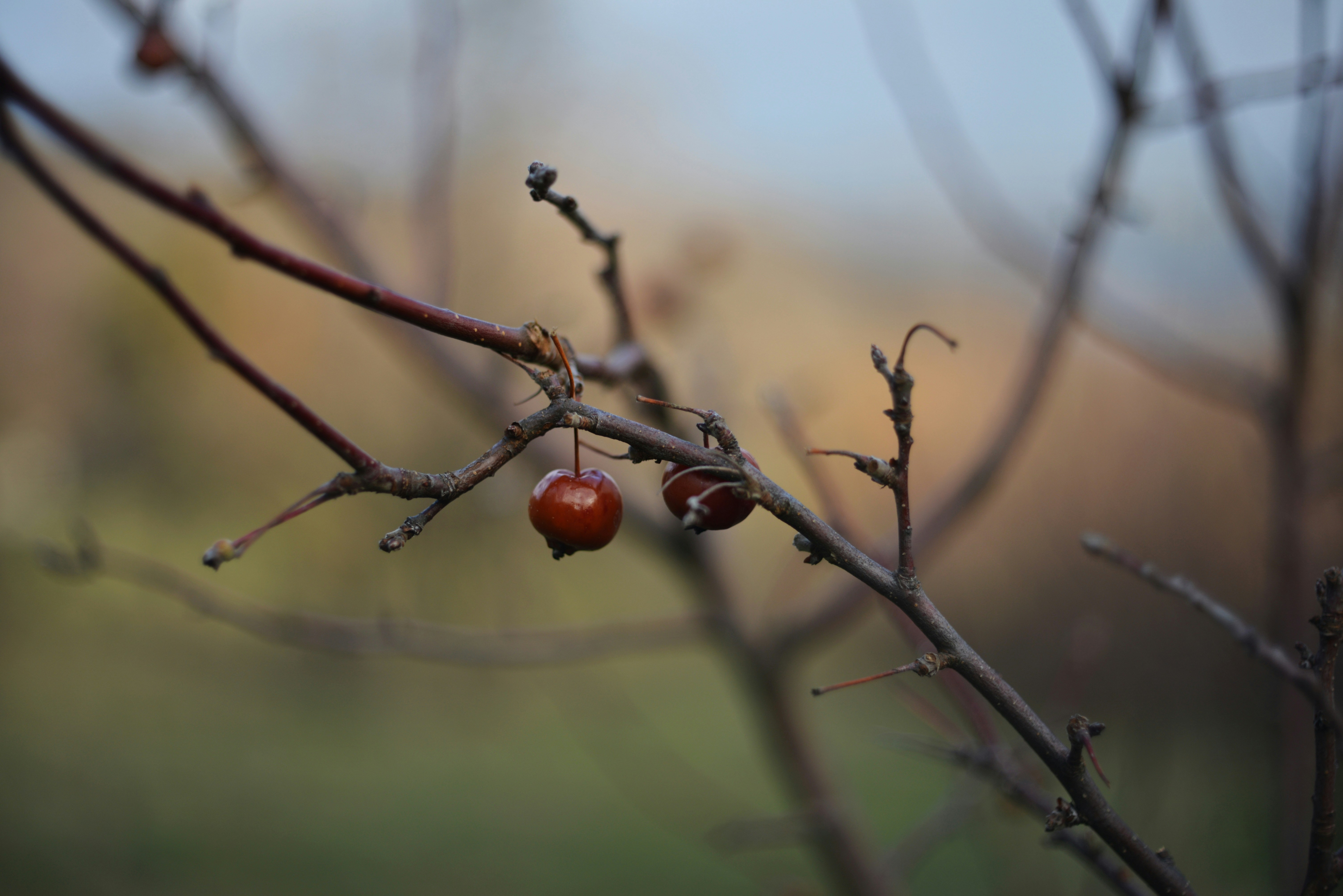 Photo by cherstve_pechivo