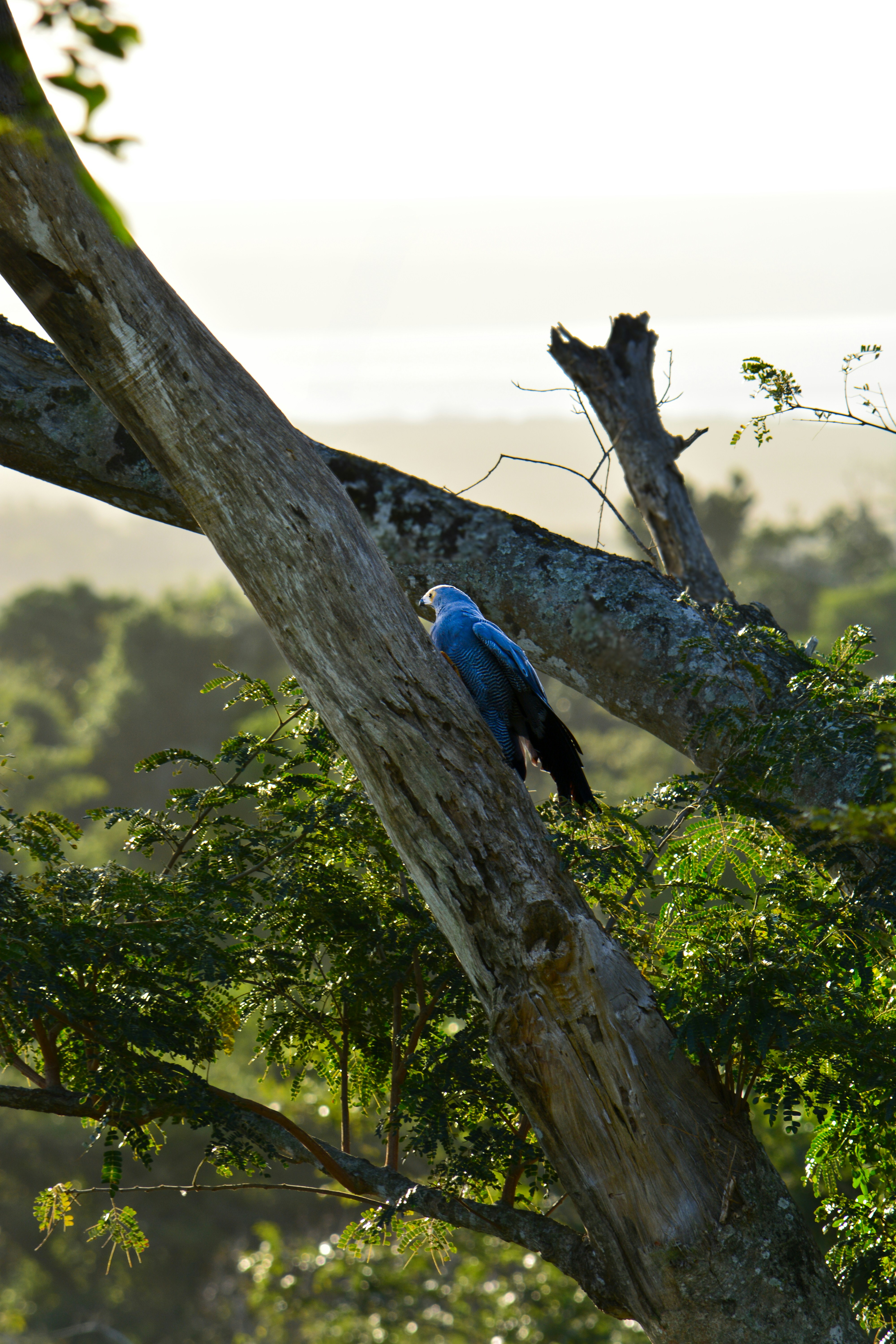 A blue bird perched on top of a tree branch