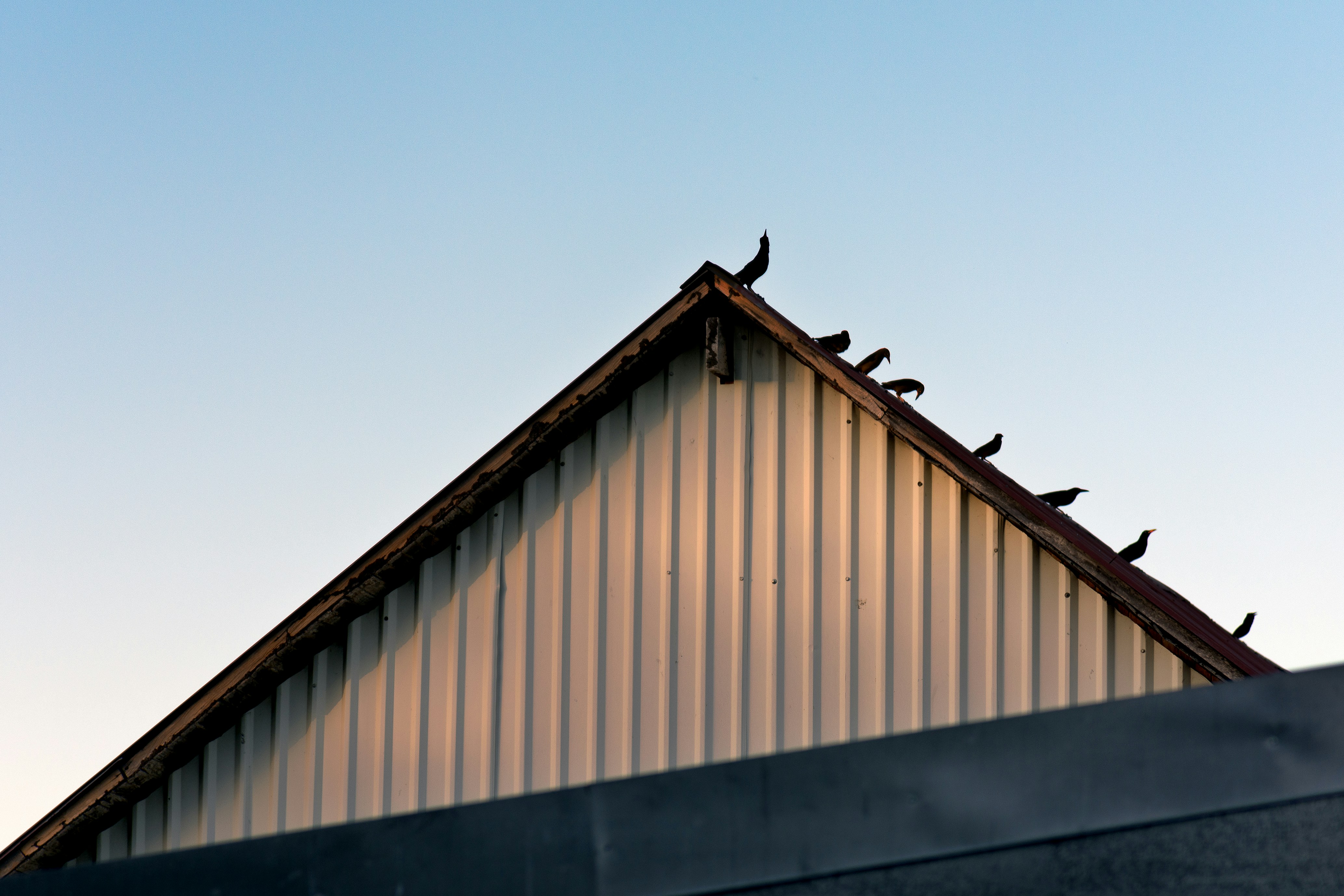 A bird sitting on the roof of a building