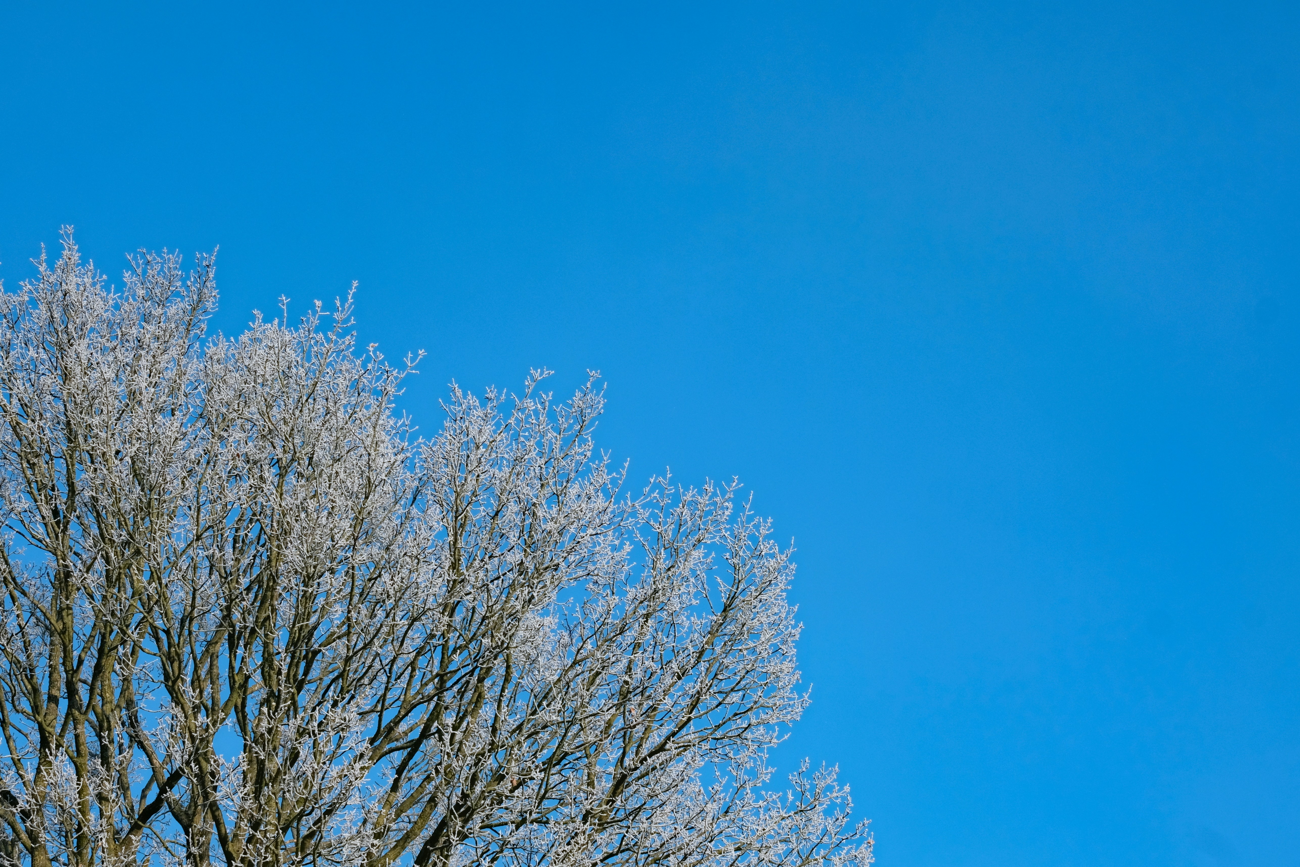 전경에 흰 꽃이 피고 배경에 푸른 하늘이 있는 나무
