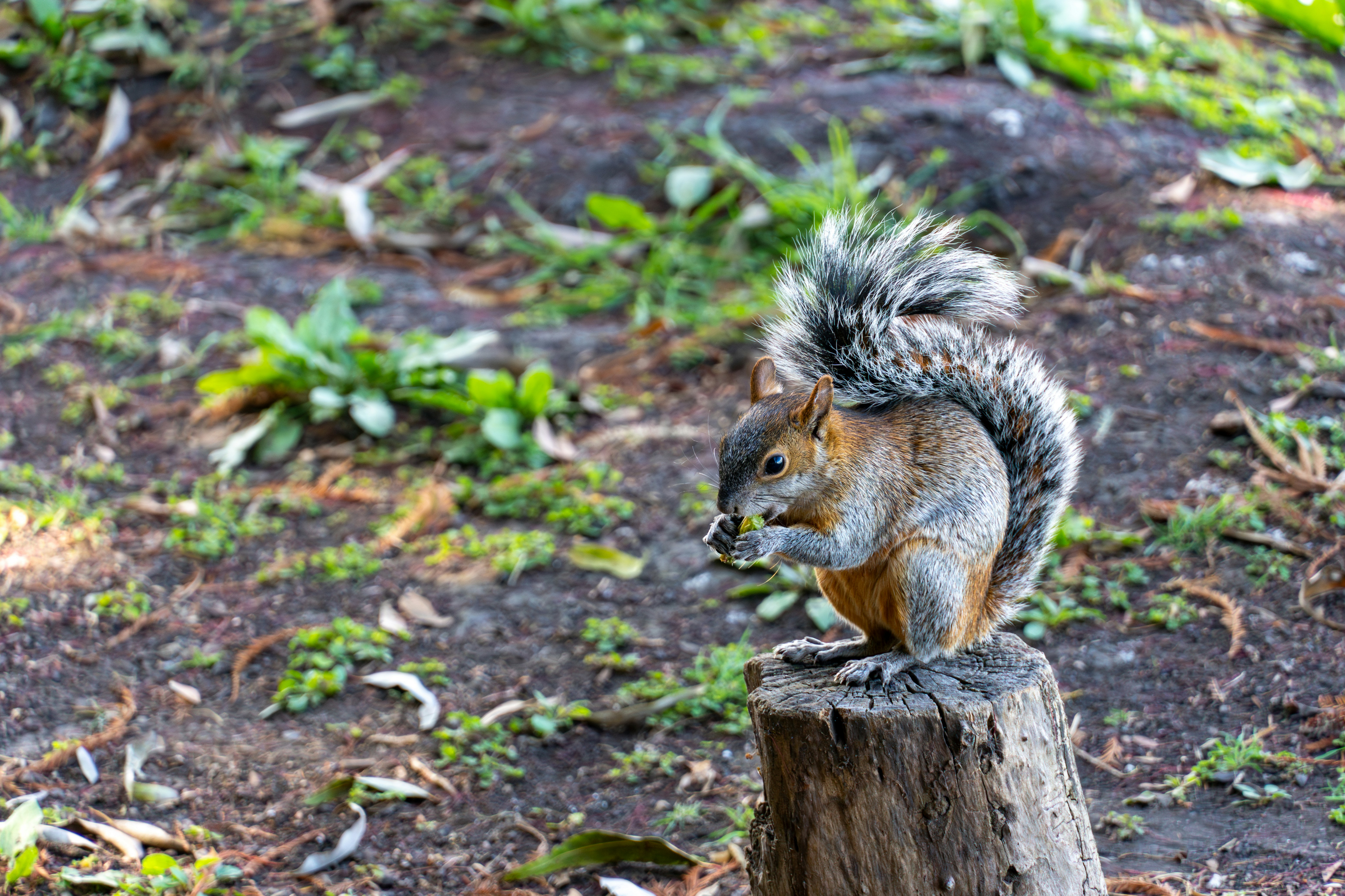 A squirrel sitting on top of a tree stump