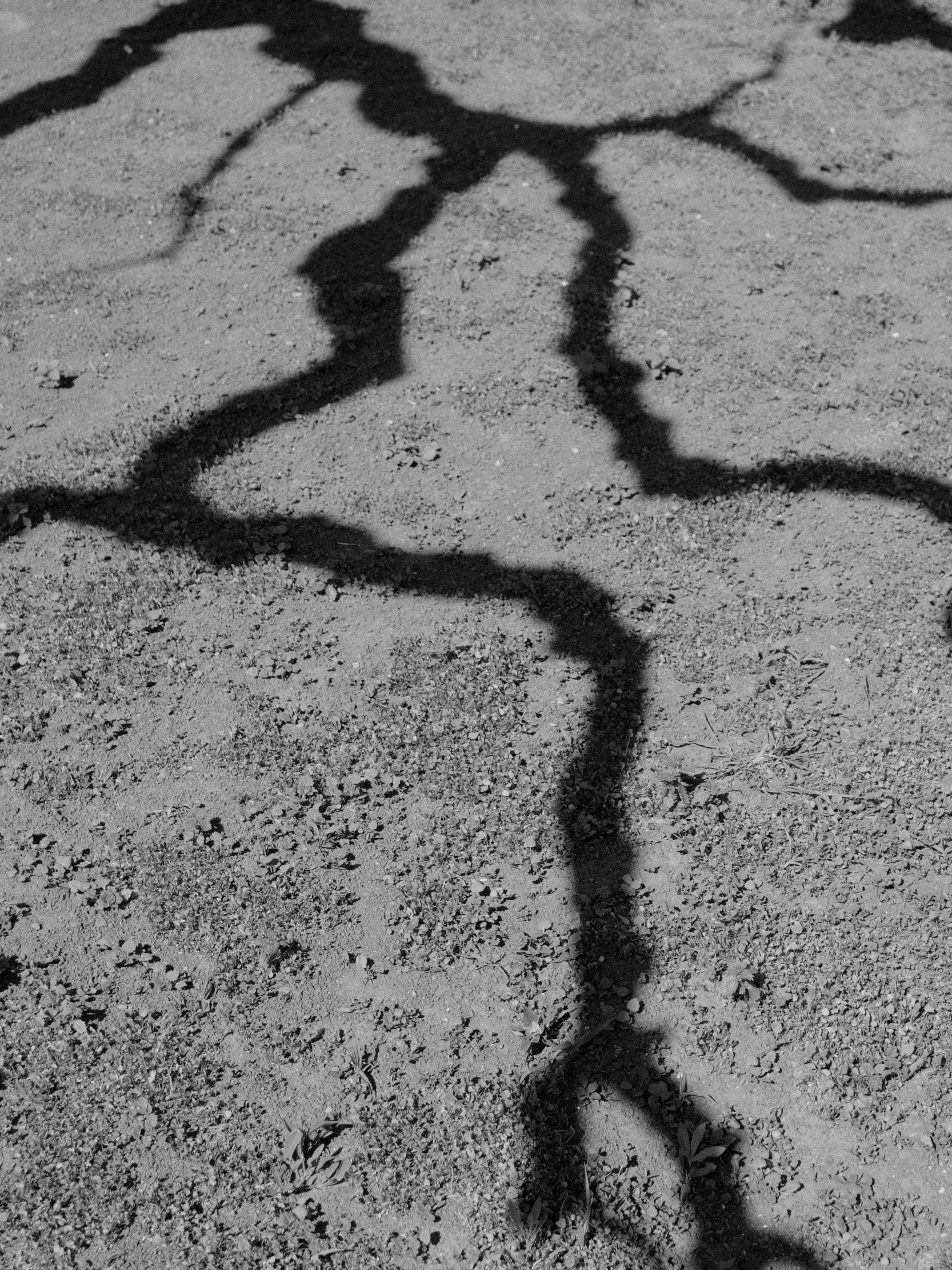 Photo by dmytrobayer