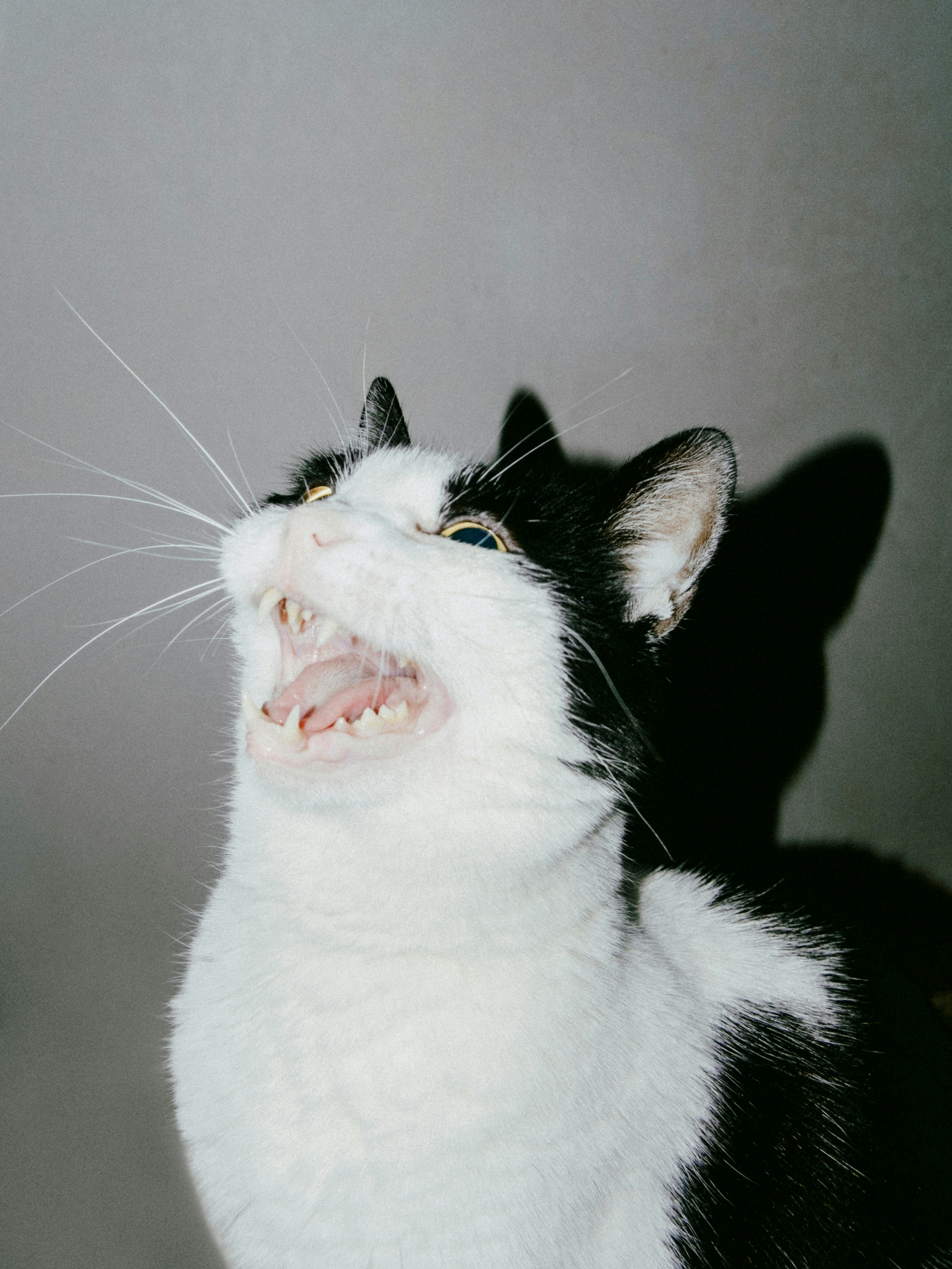 Diego: The Game-Changer (image credits: unsplash)