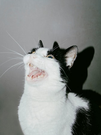 Funniest Cat Fails of 2026
