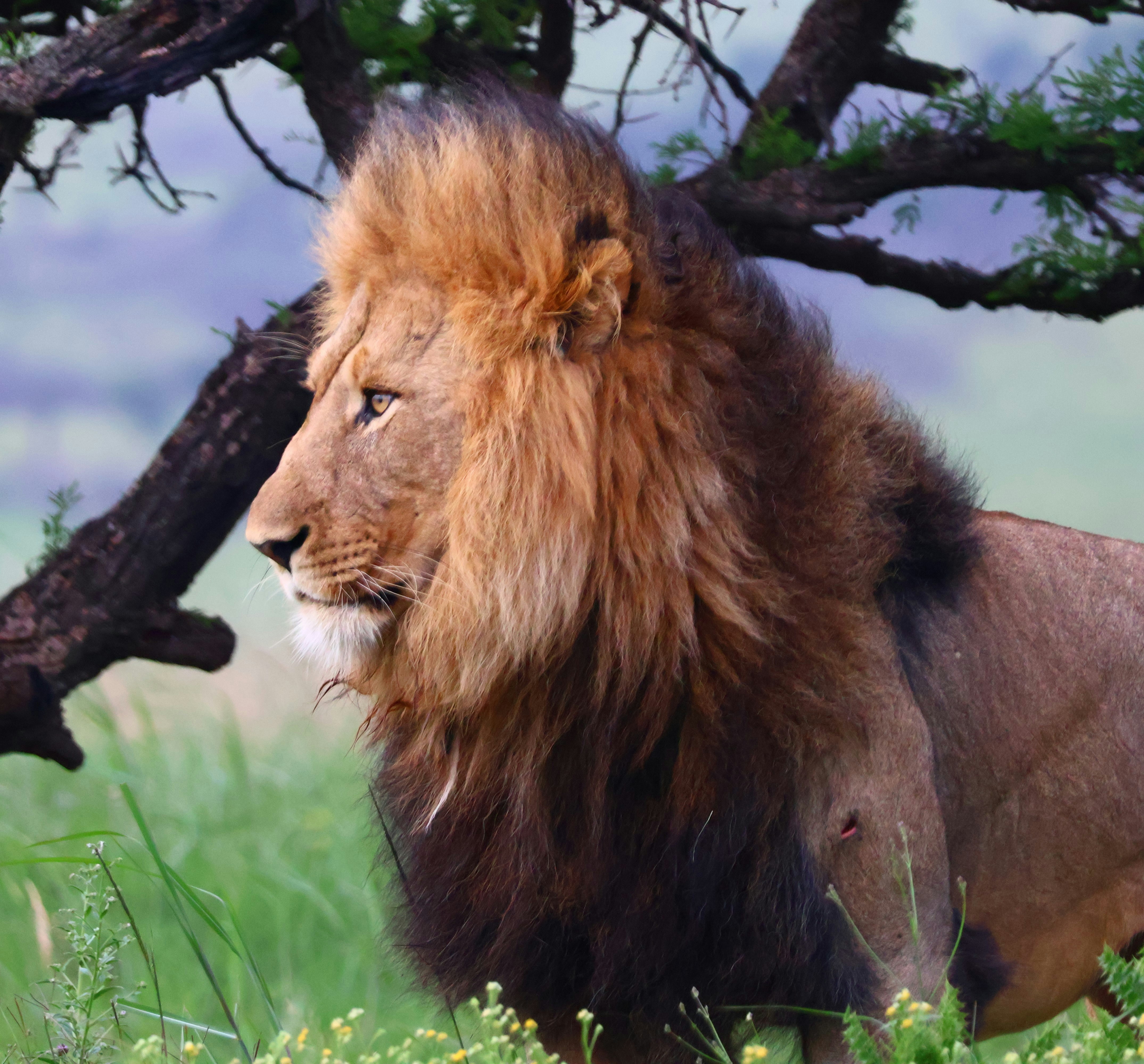 Lion: The Ultimate Team Player (image credits: unsplash)