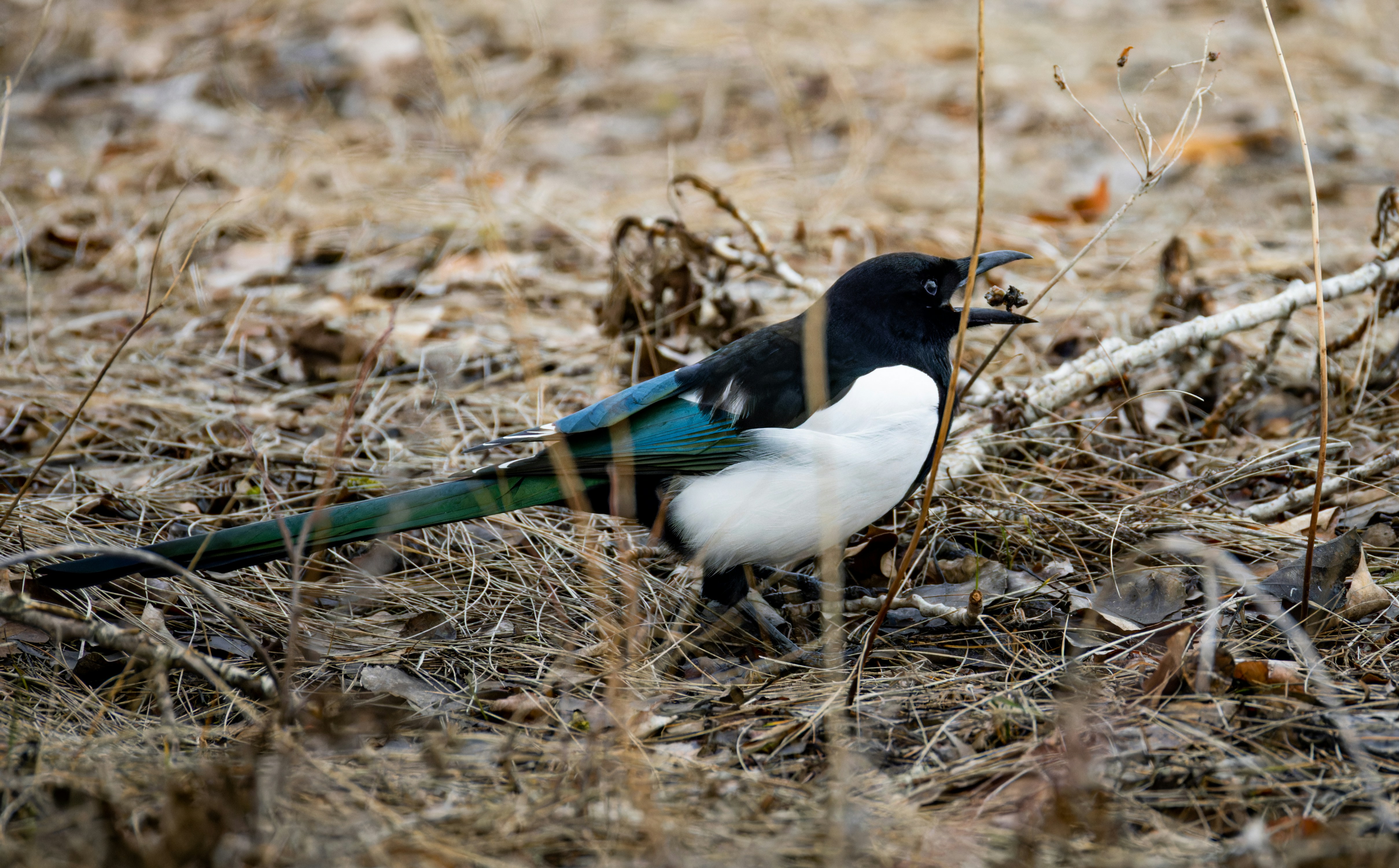 A black and white bird standing in a field