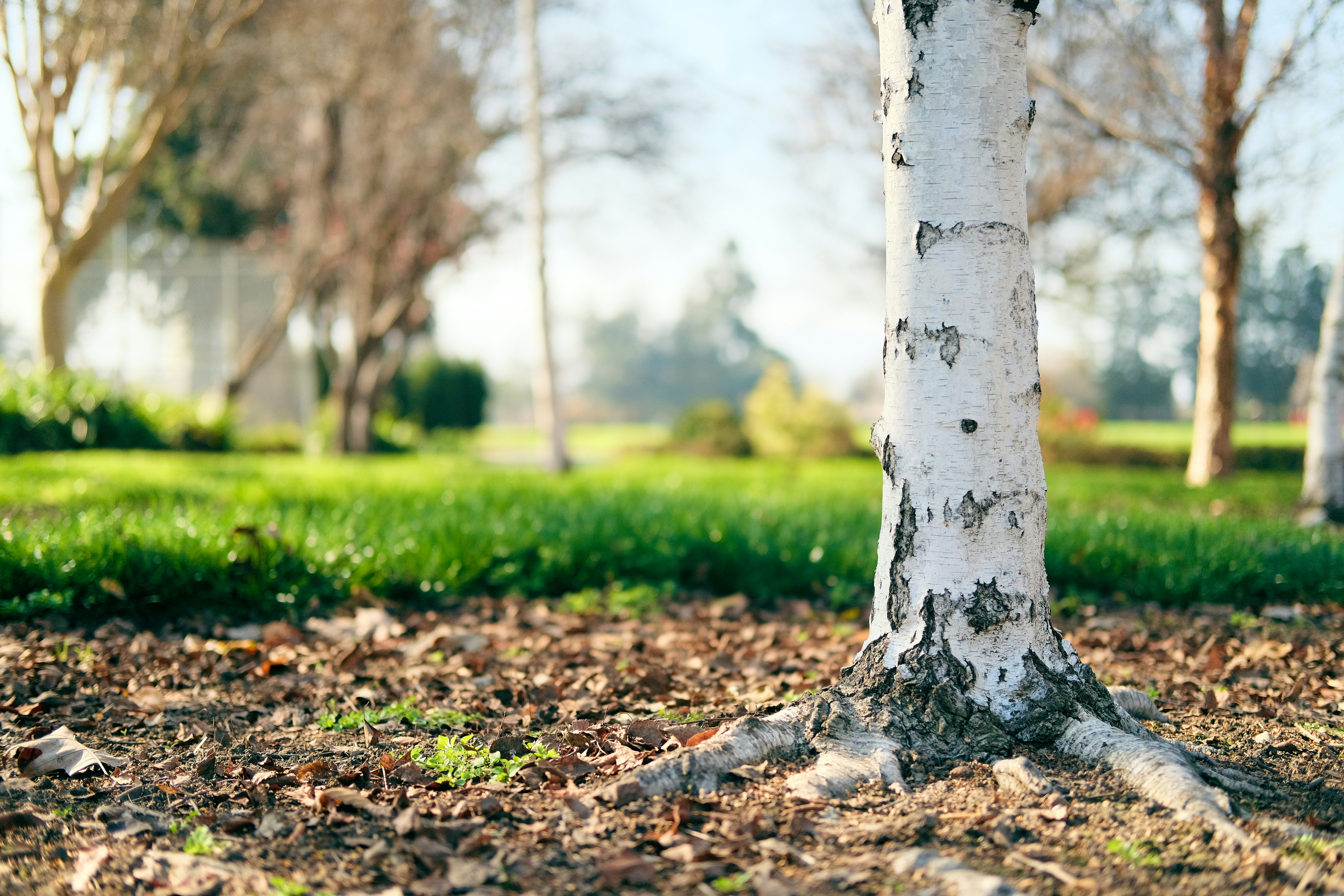 Photo by crested_goshawk