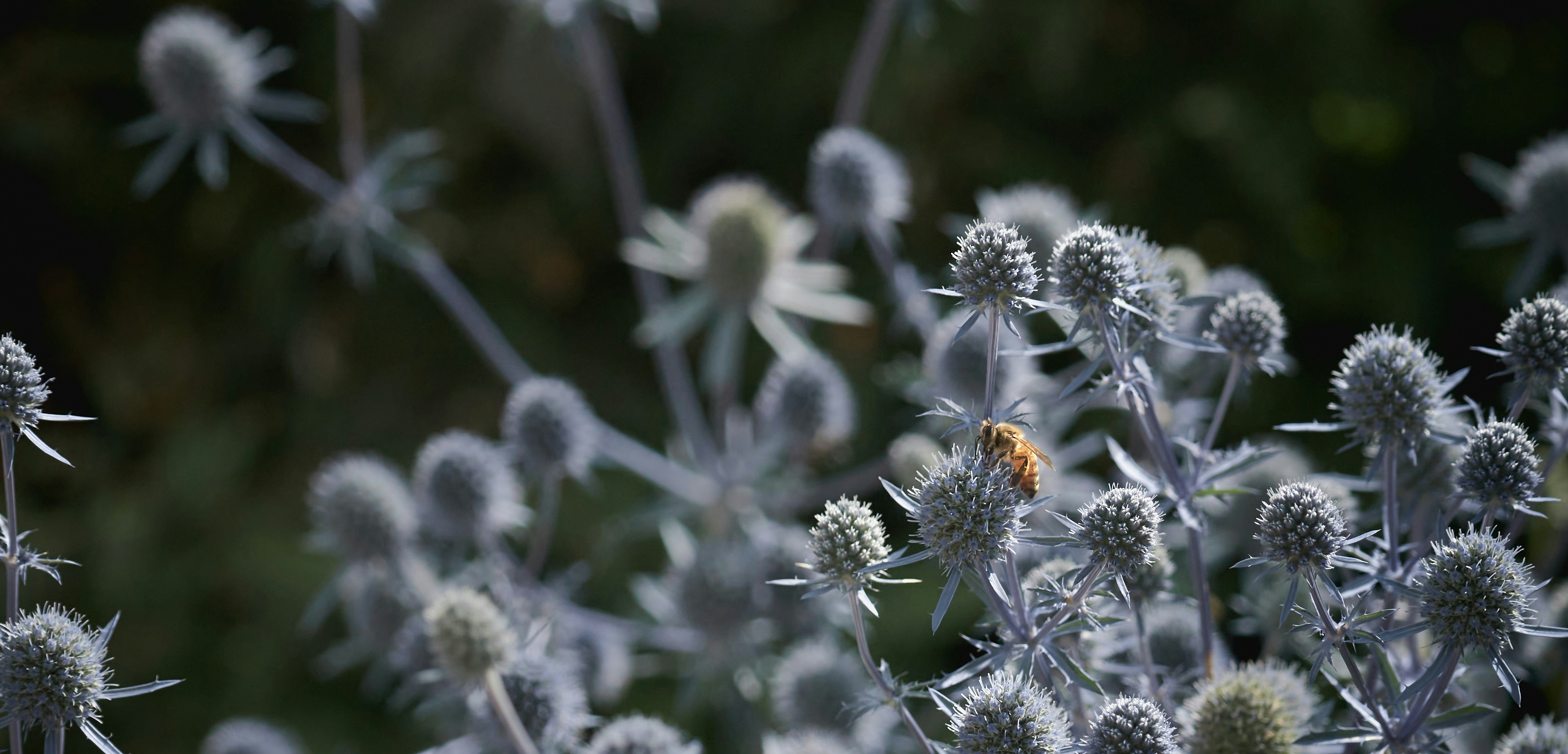 A close up of a plant with a bug on it