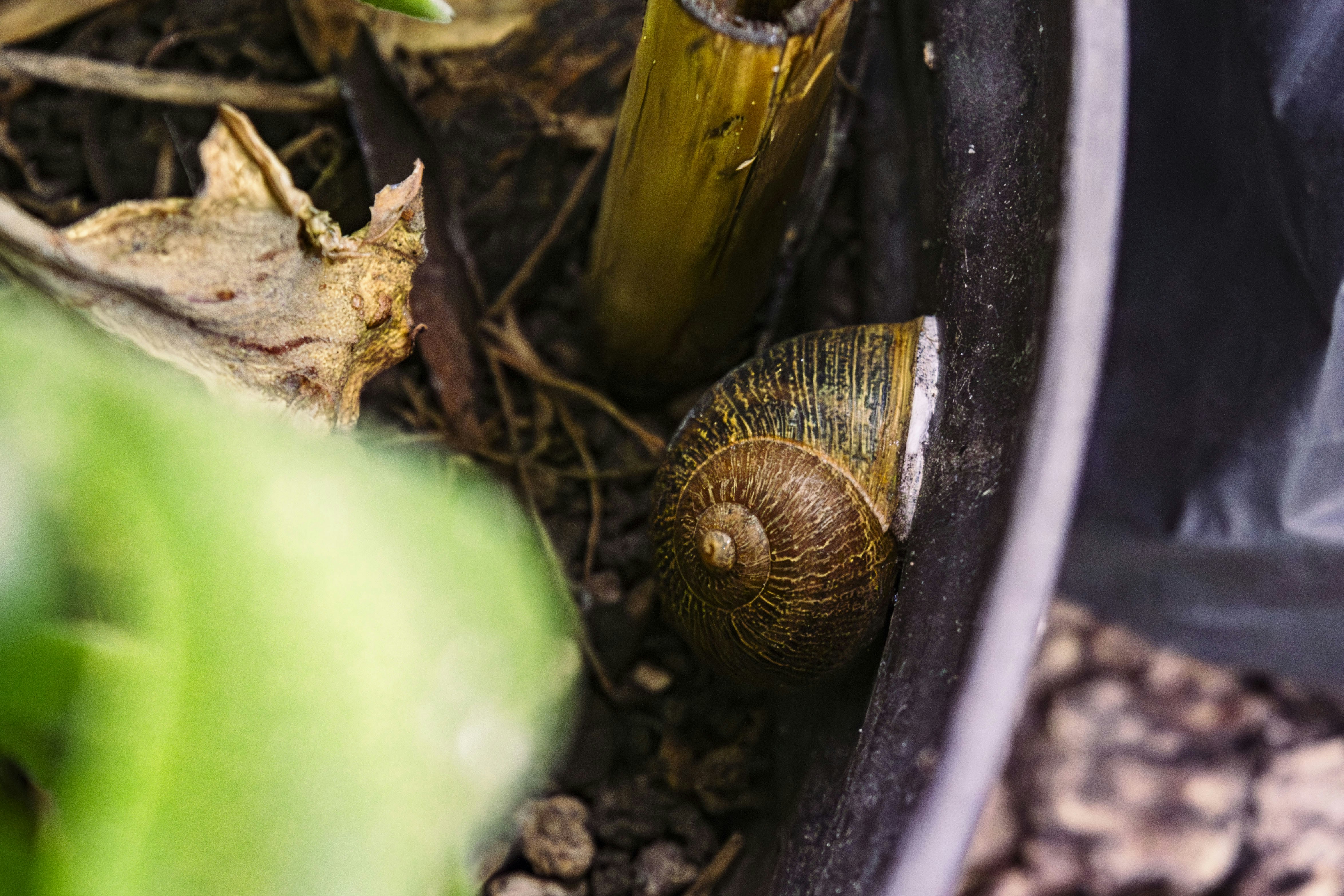 A close up of a snail on the ground