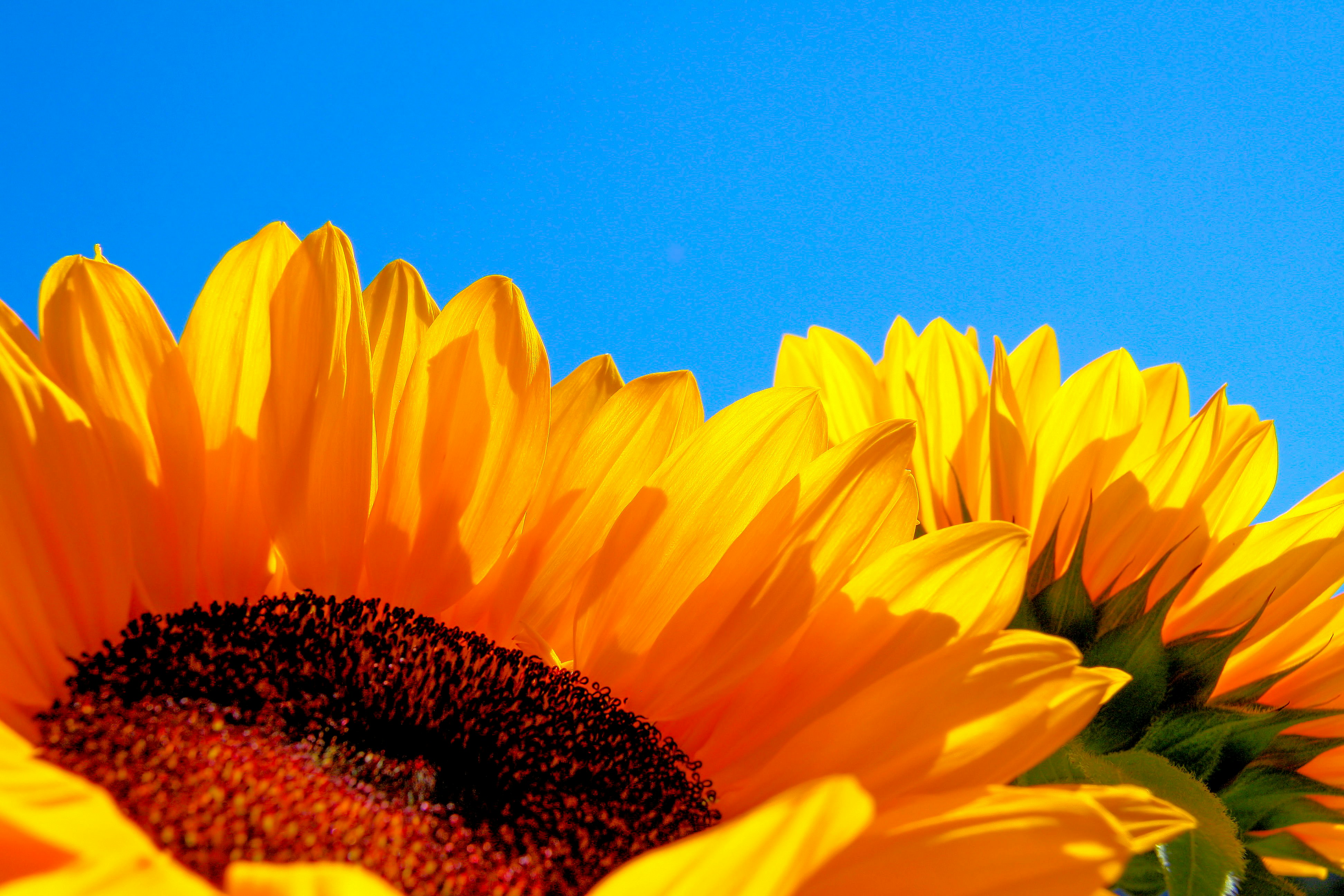 Afbeelding van Colijnsplaat