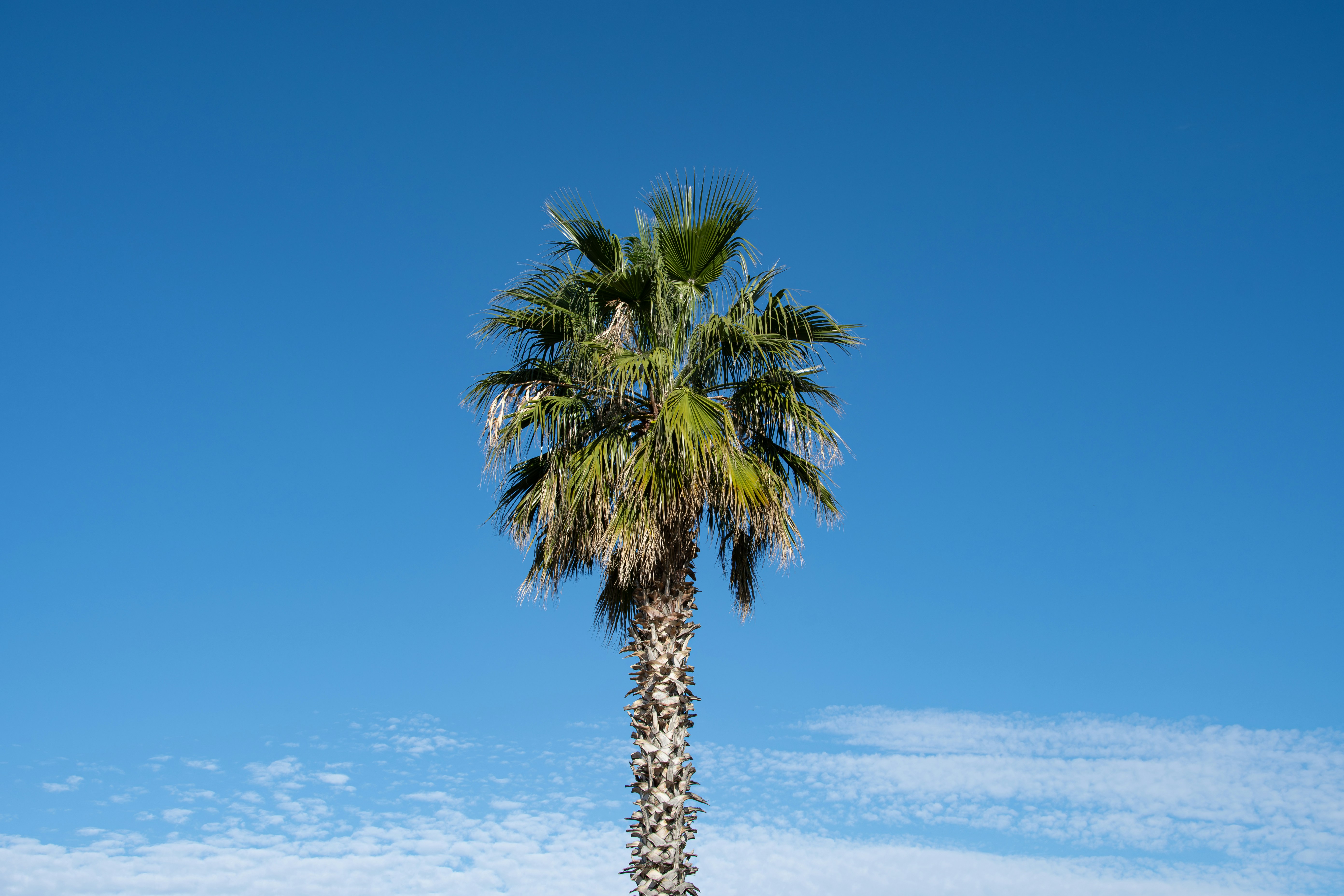 A palm tree in front of a blue sky