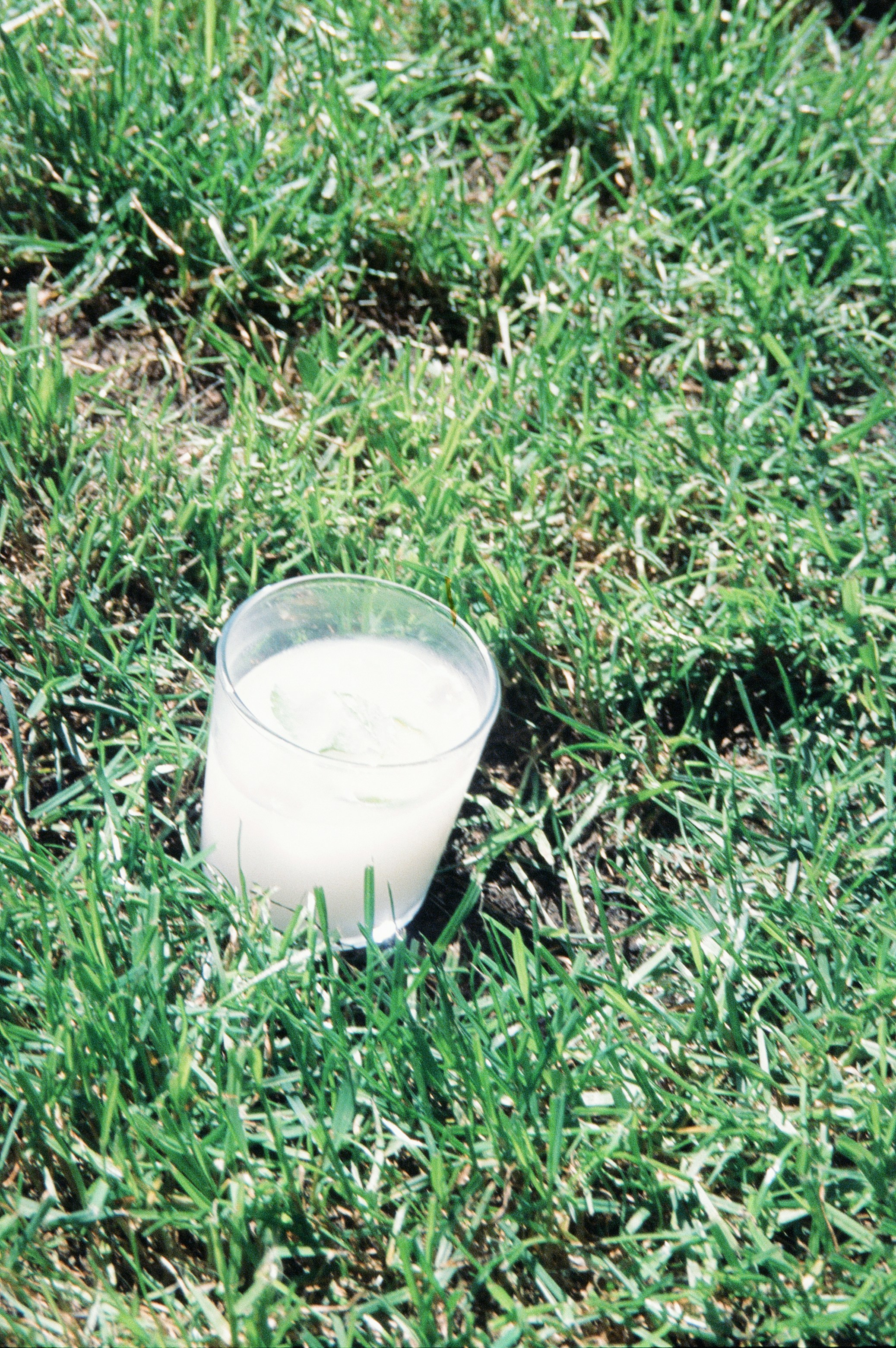 A glass of milk sitting in the grass