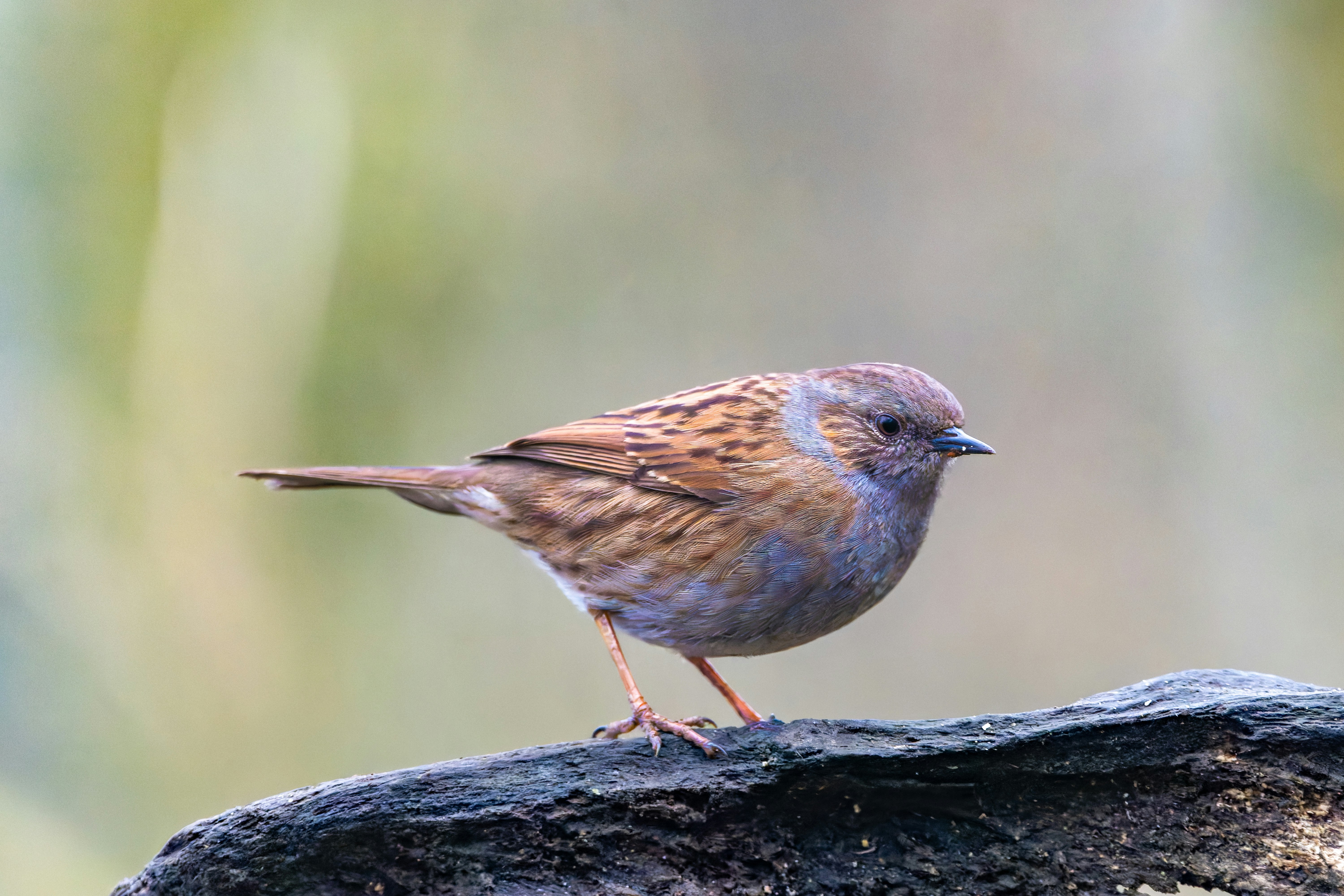 Photo by siegfriedpoepperl