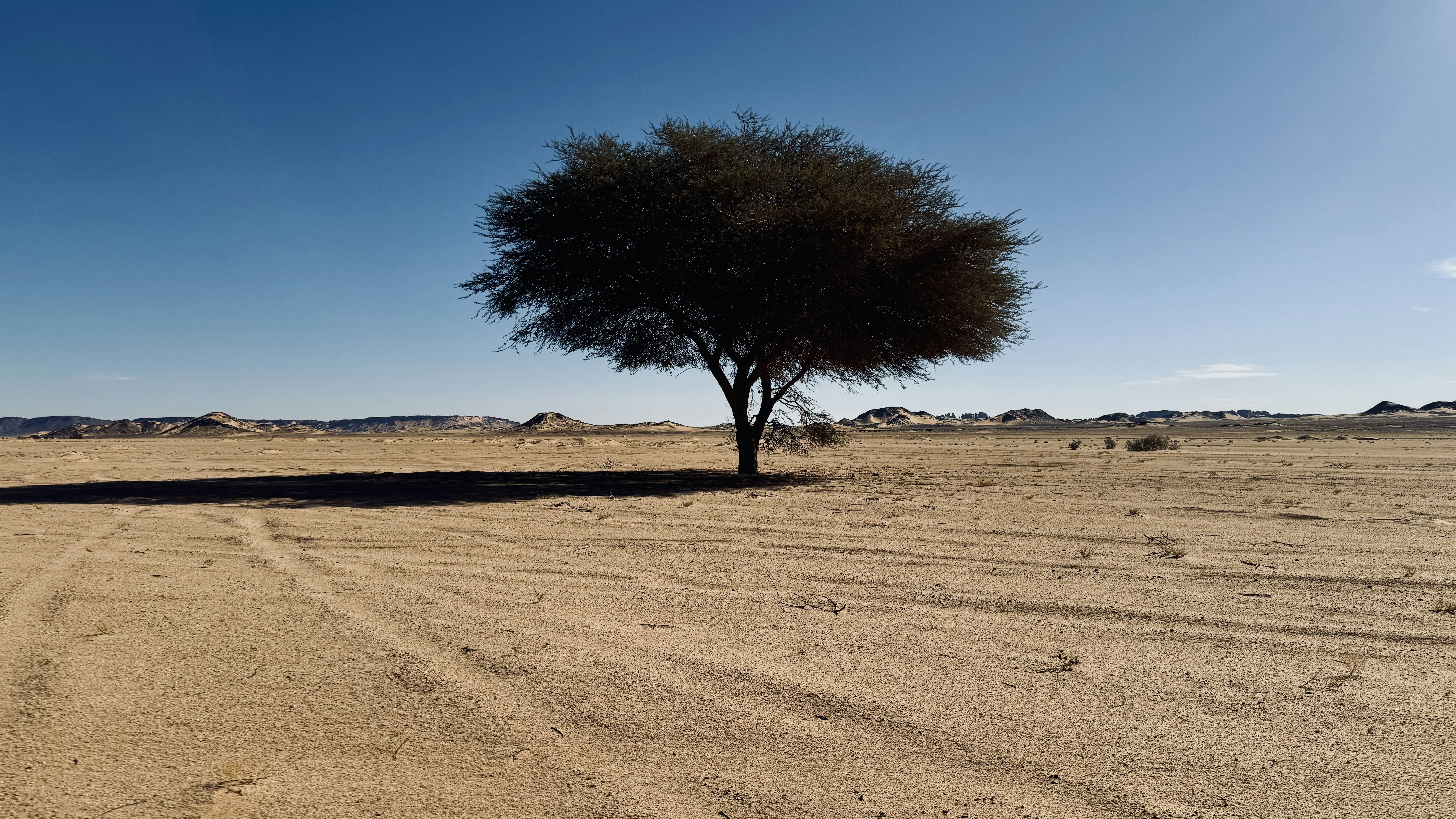 A lone tree in the middle of a desert
