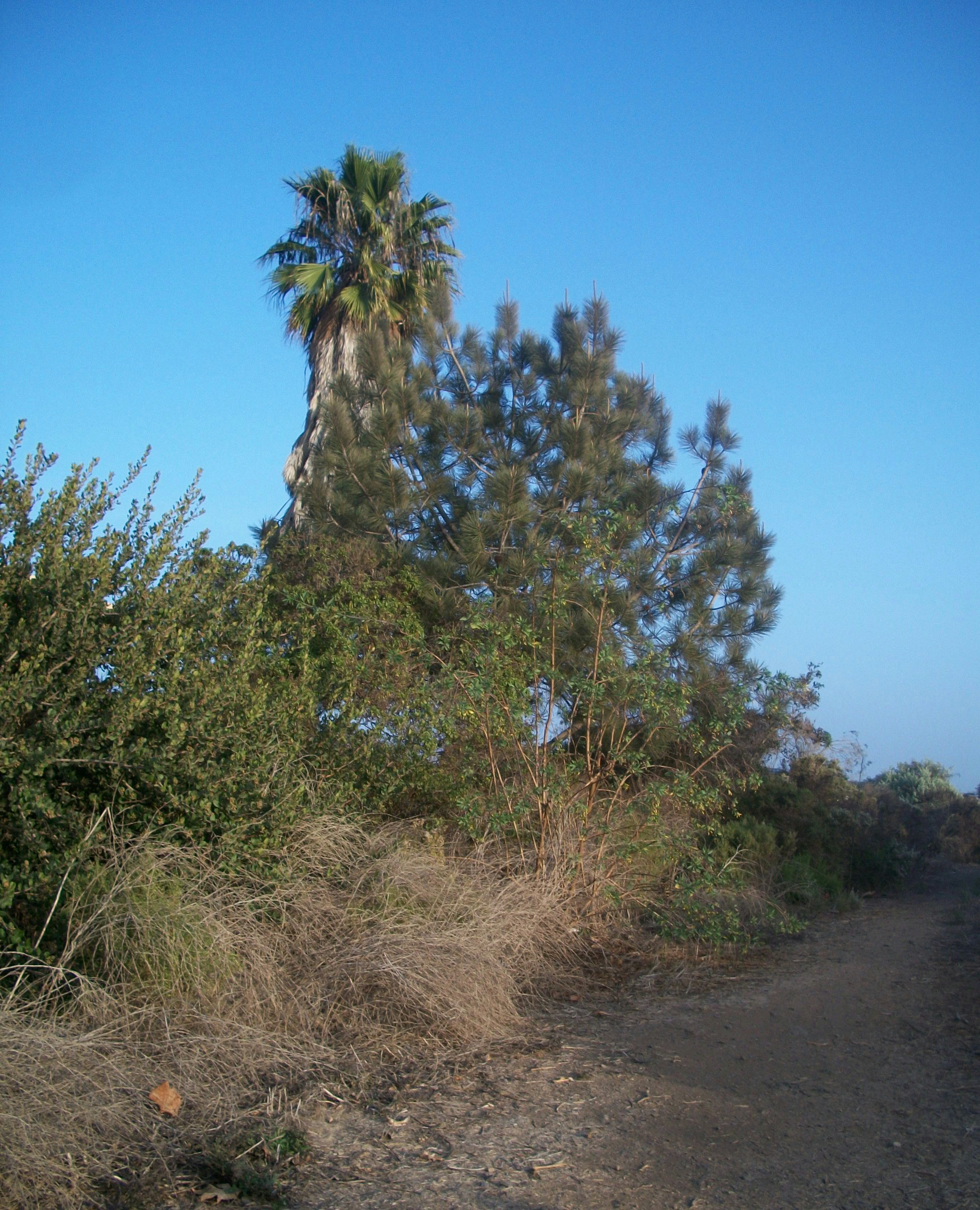 A dirt road surrounded by trees and bushes