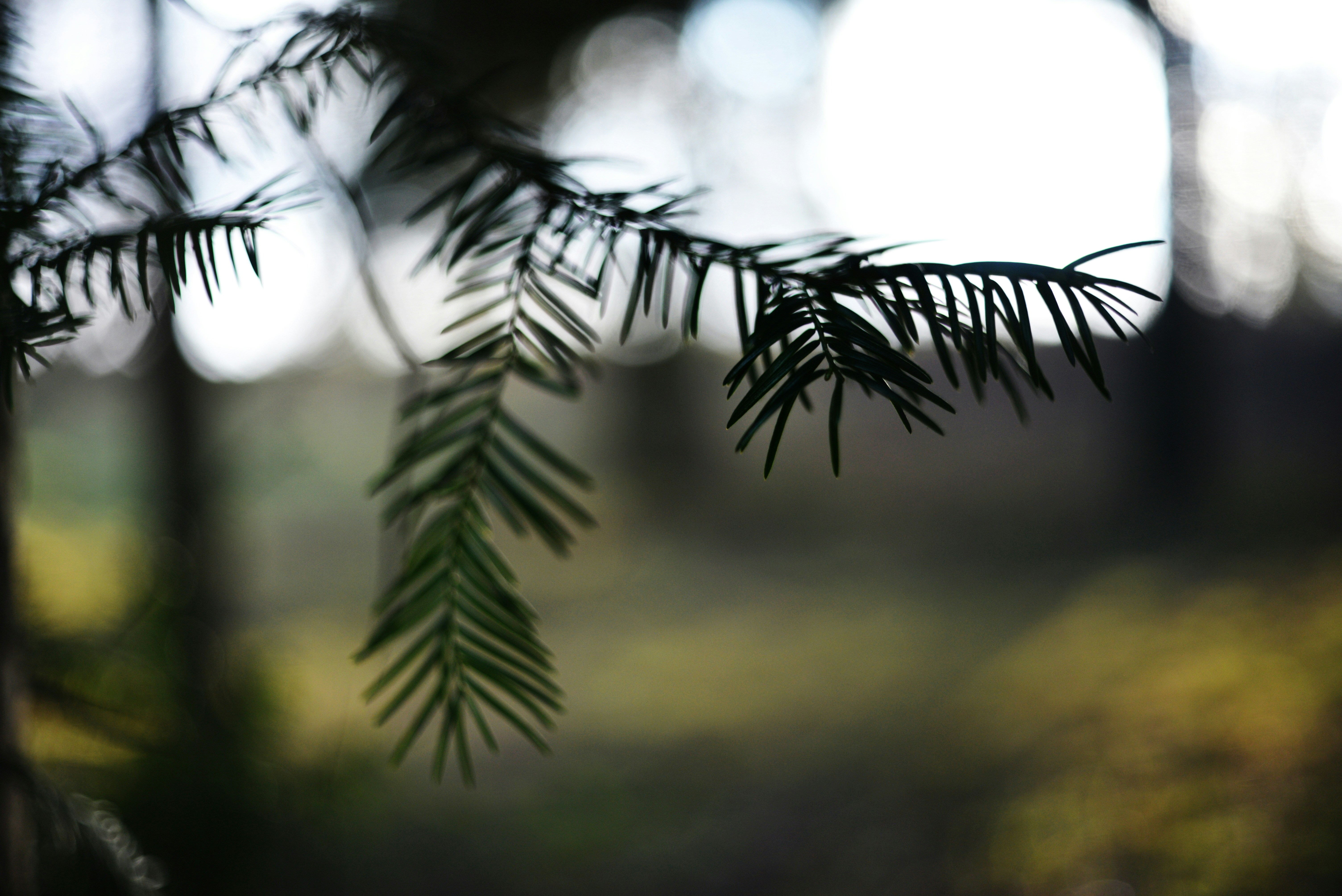 Photo by cherstve_pechivo