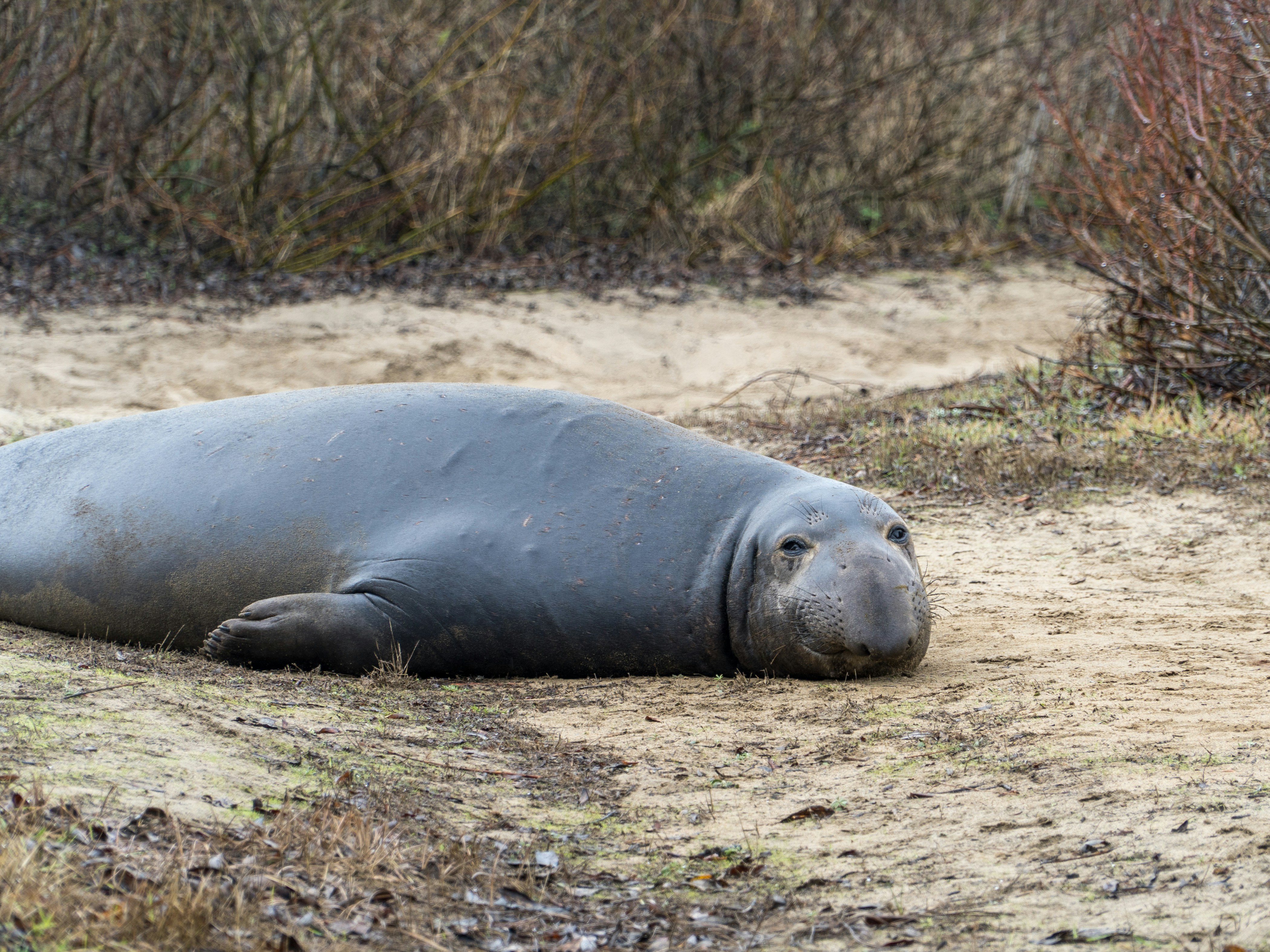 Un gran animal gris acostado encima de un campo de tierra