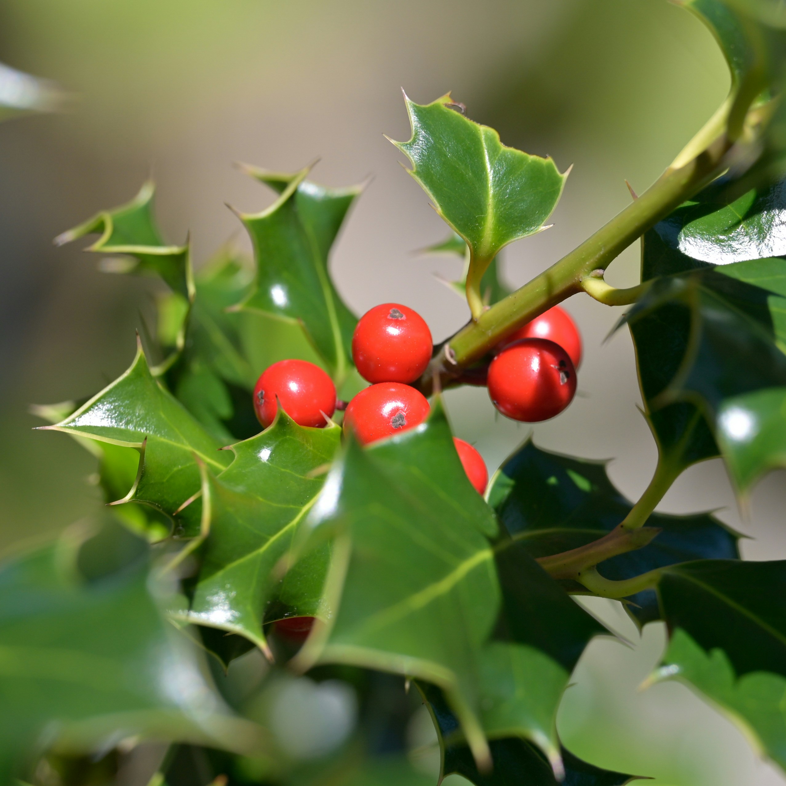 Photo by jonathankslim