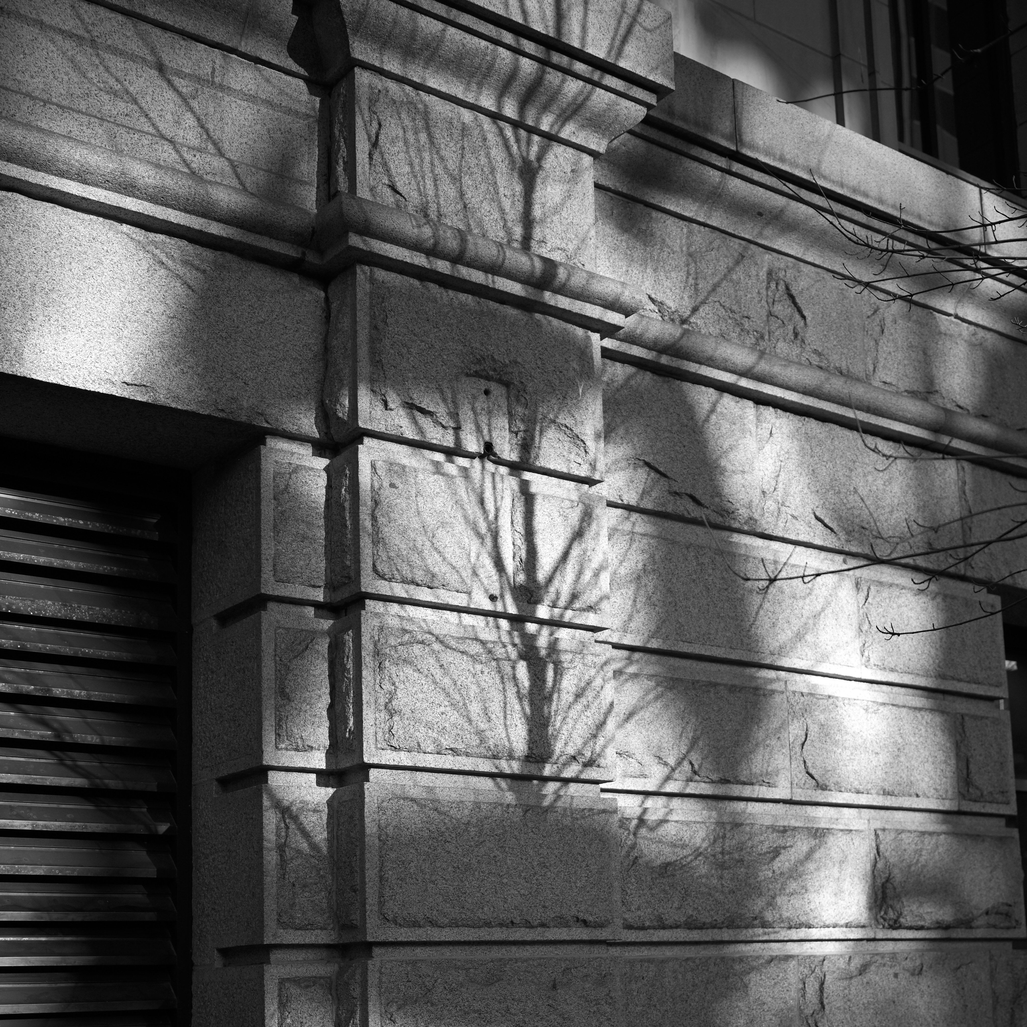 A shadow of a tree on a building photo – Free Building Image on Unsplash