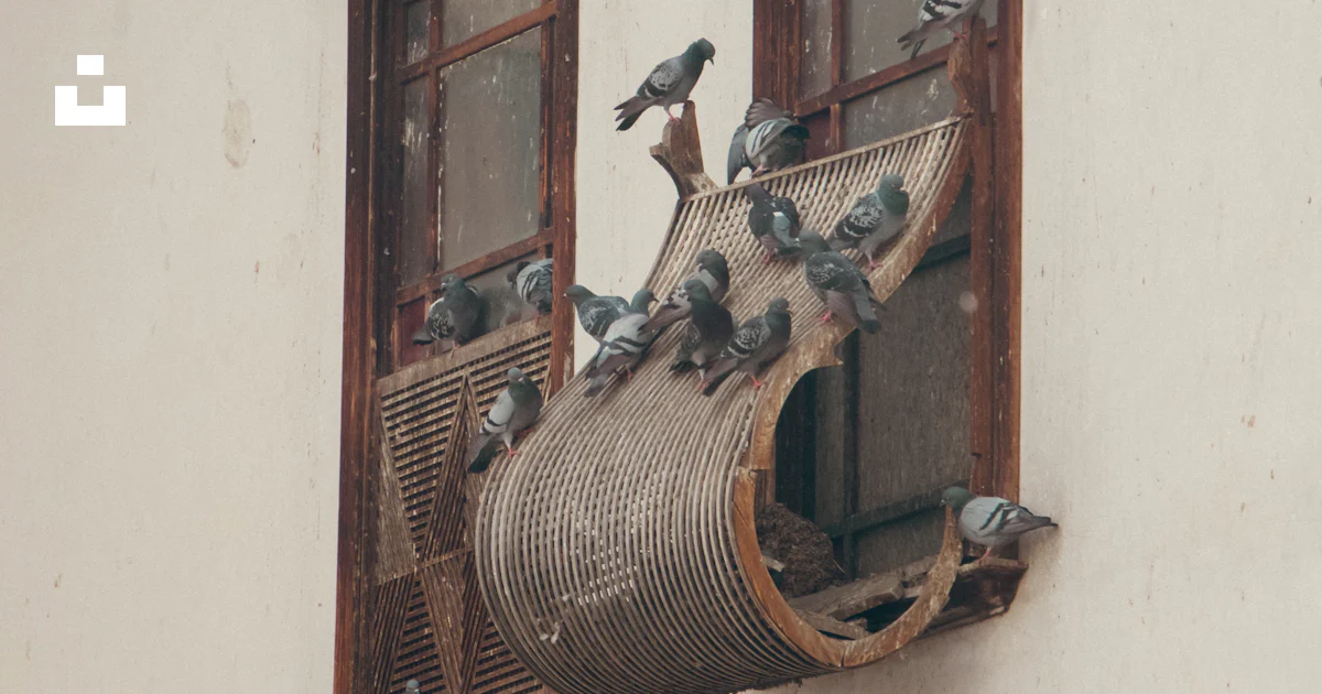 A flock of birds sitting on top of a window sill photo – Free Damascus ...