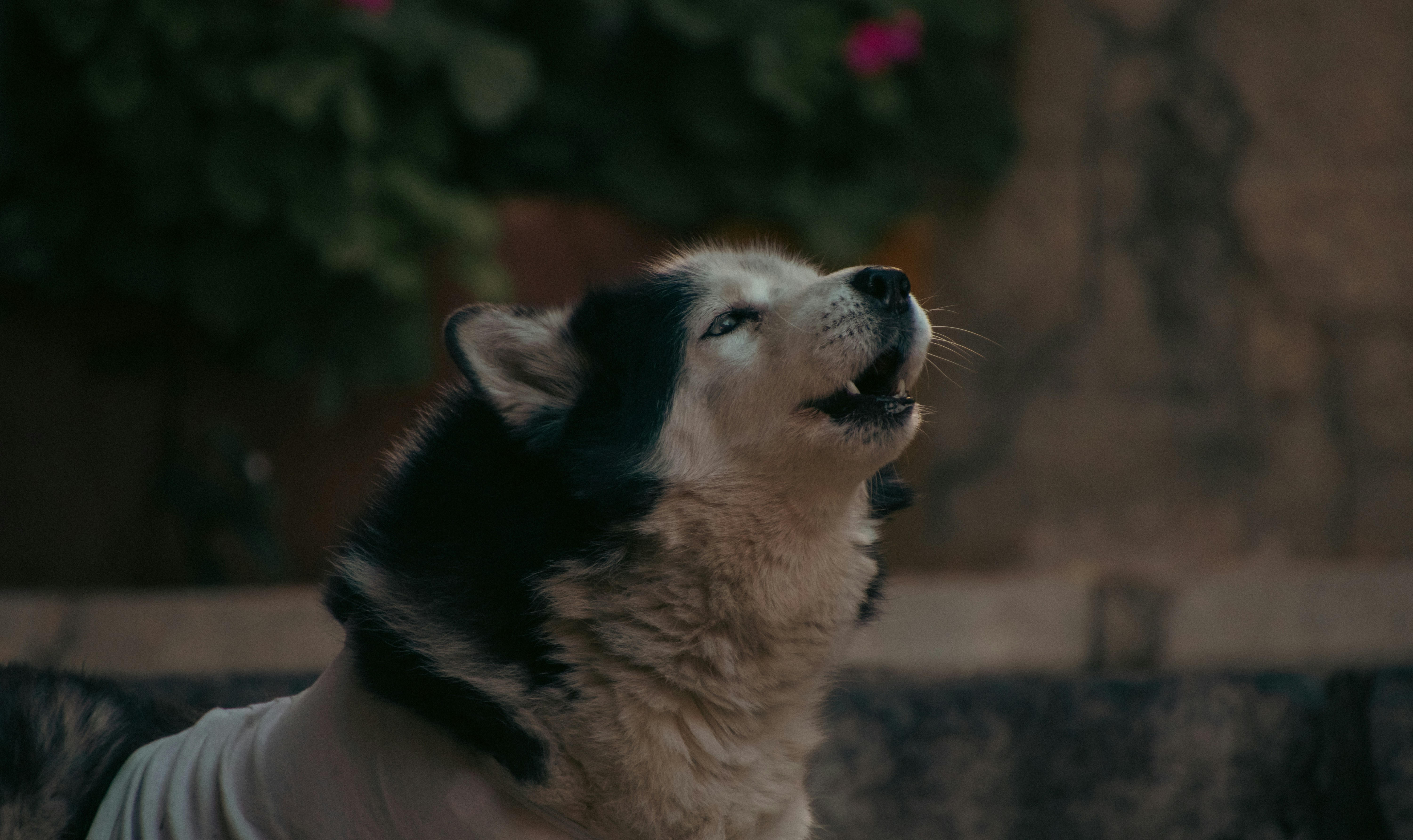 A black and white dog looking up at the sky