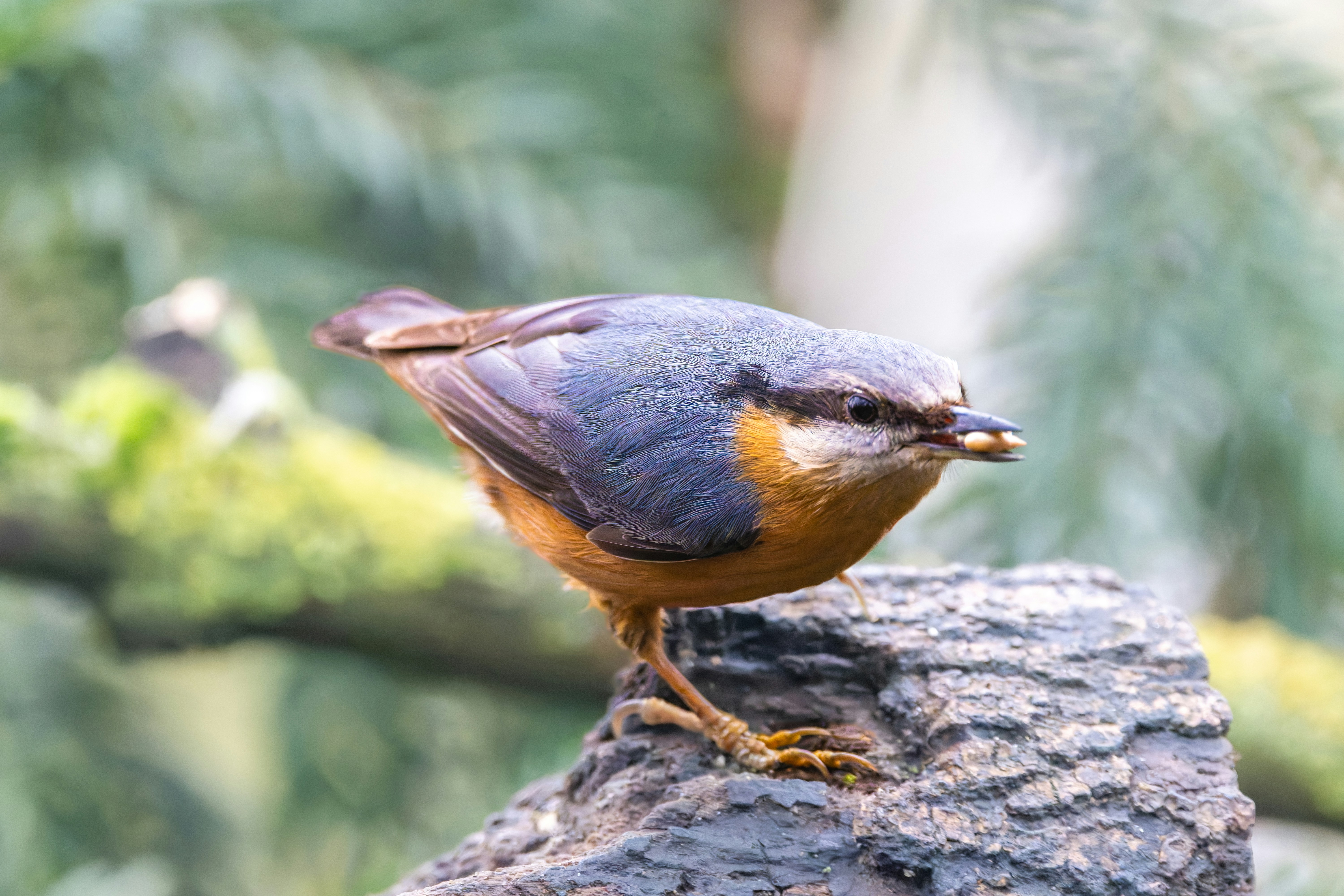 Photo by siegfriedpoepperl