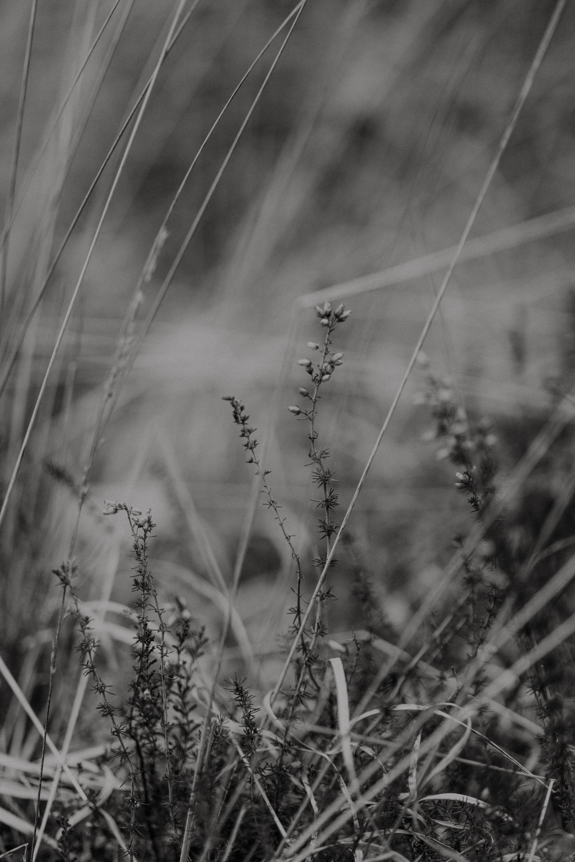 A black and white photo of some grass