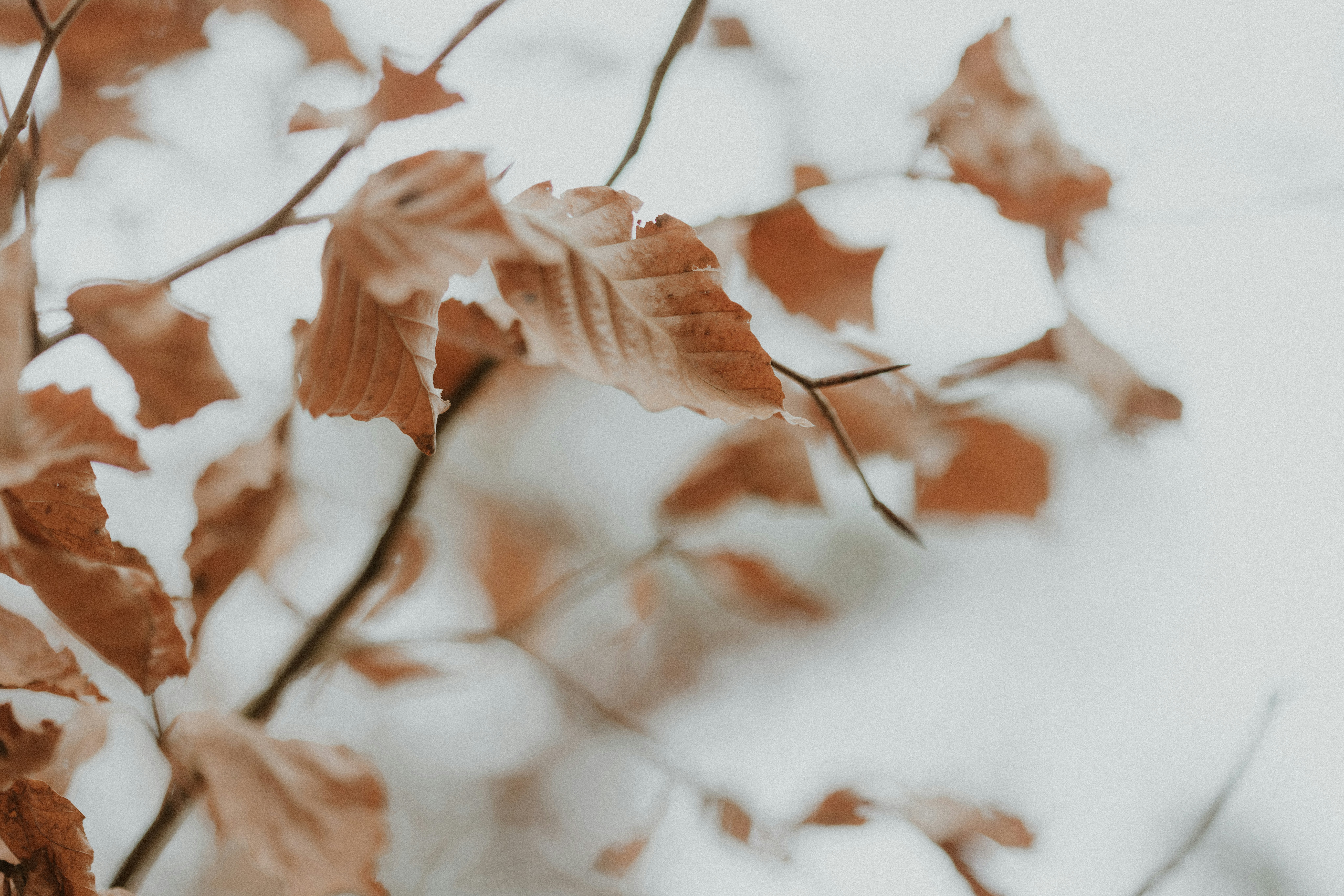 Photo by anniespratt