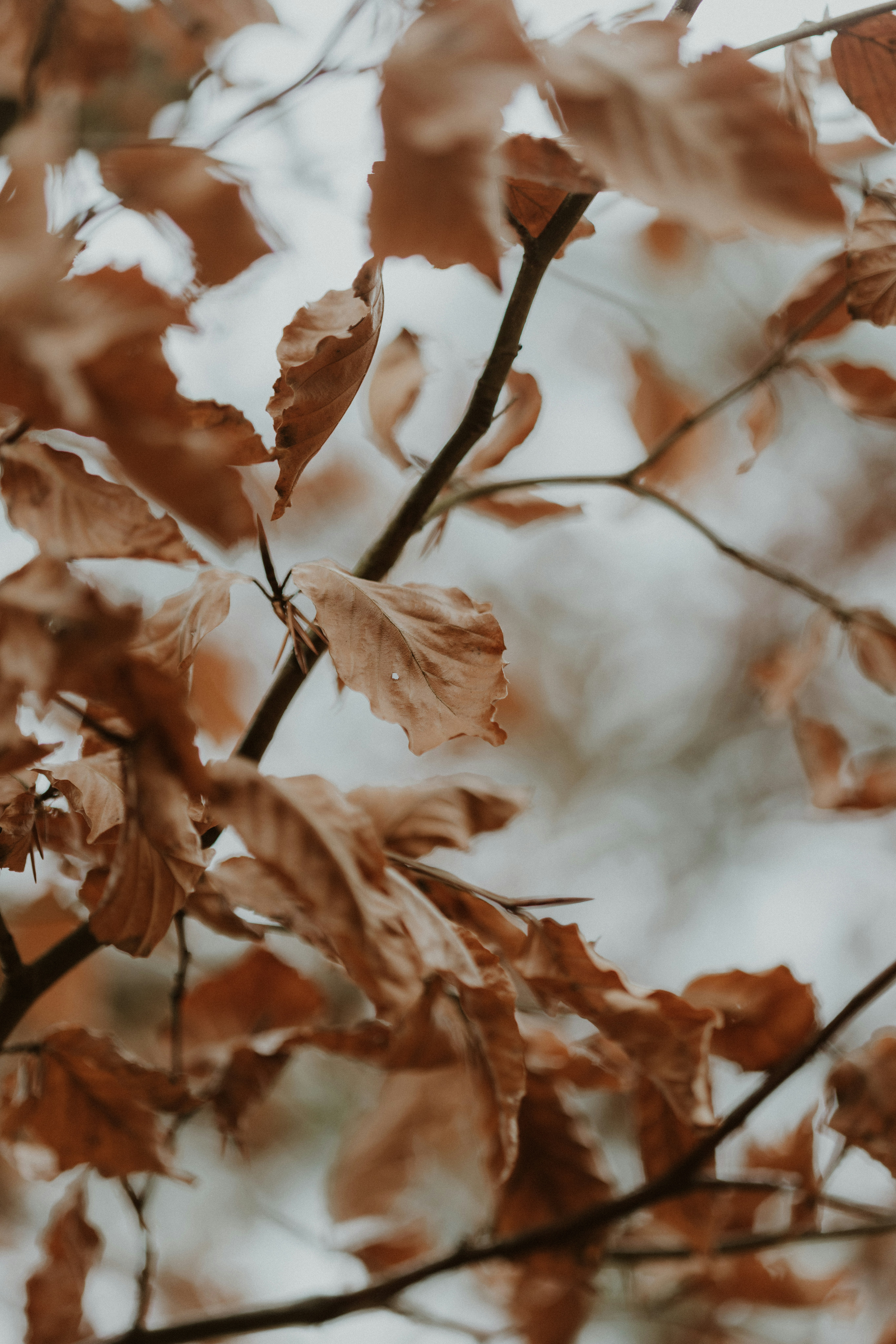 Photo by anniespratt