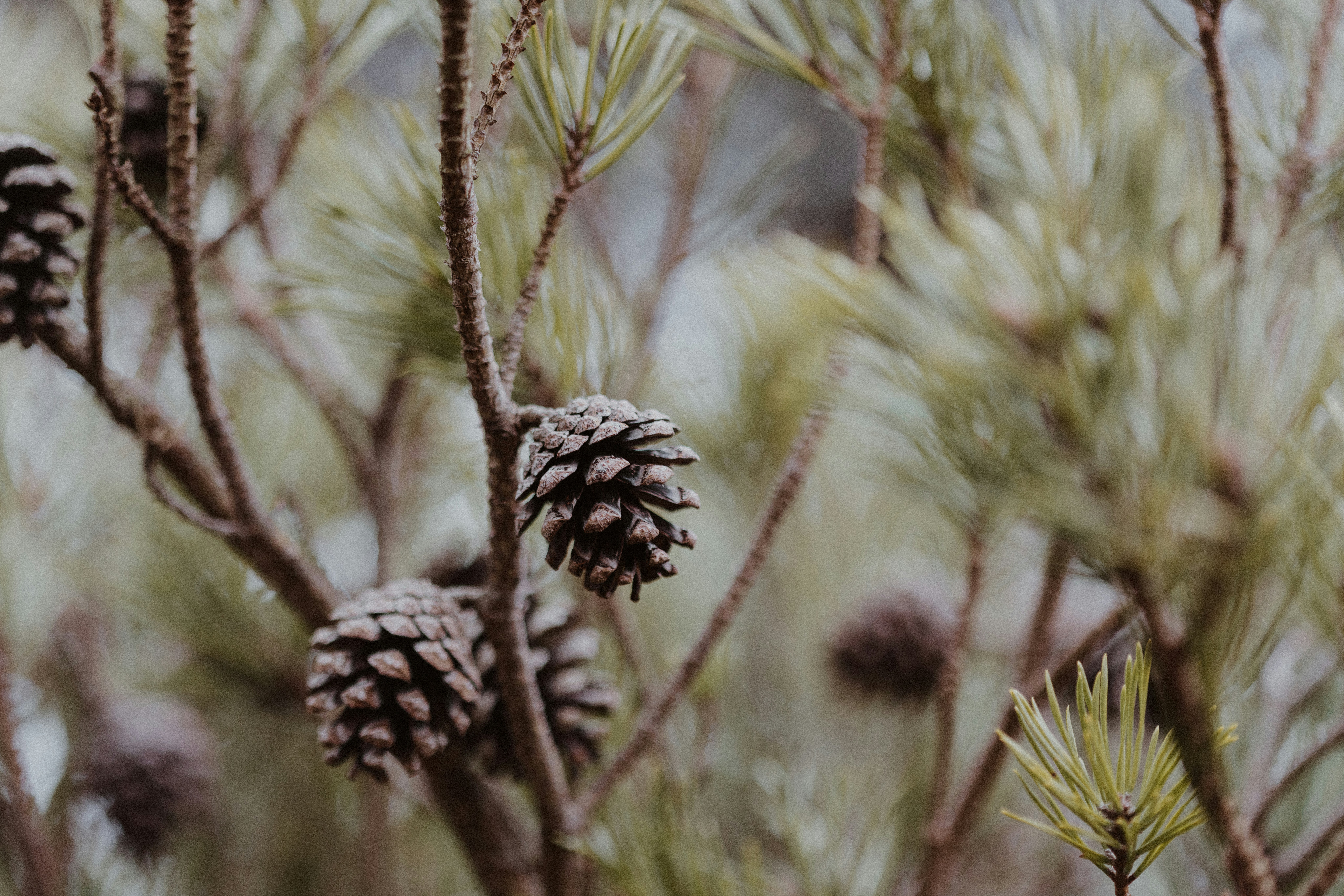 Photo by anniespratt