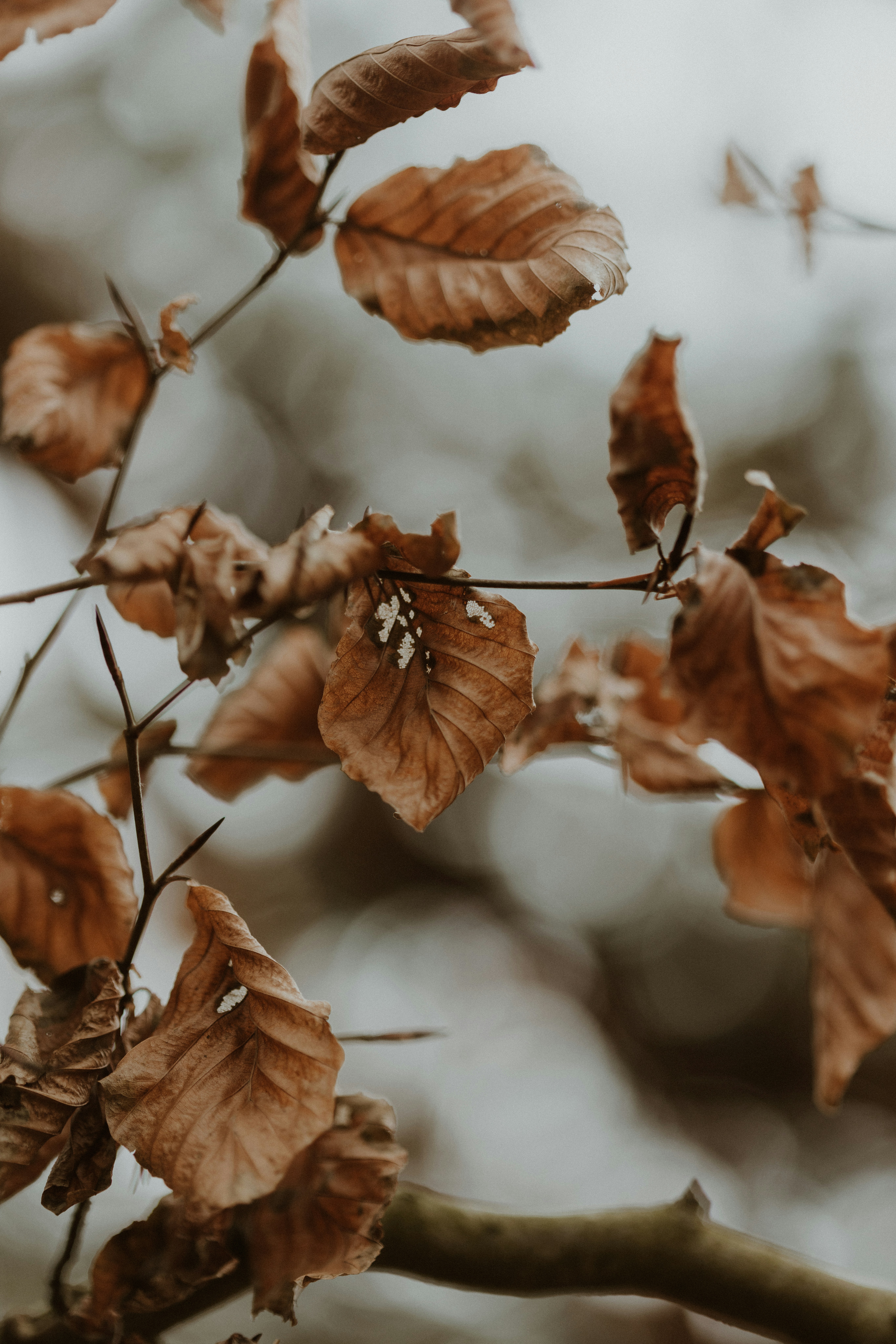 Photo by anniespratt