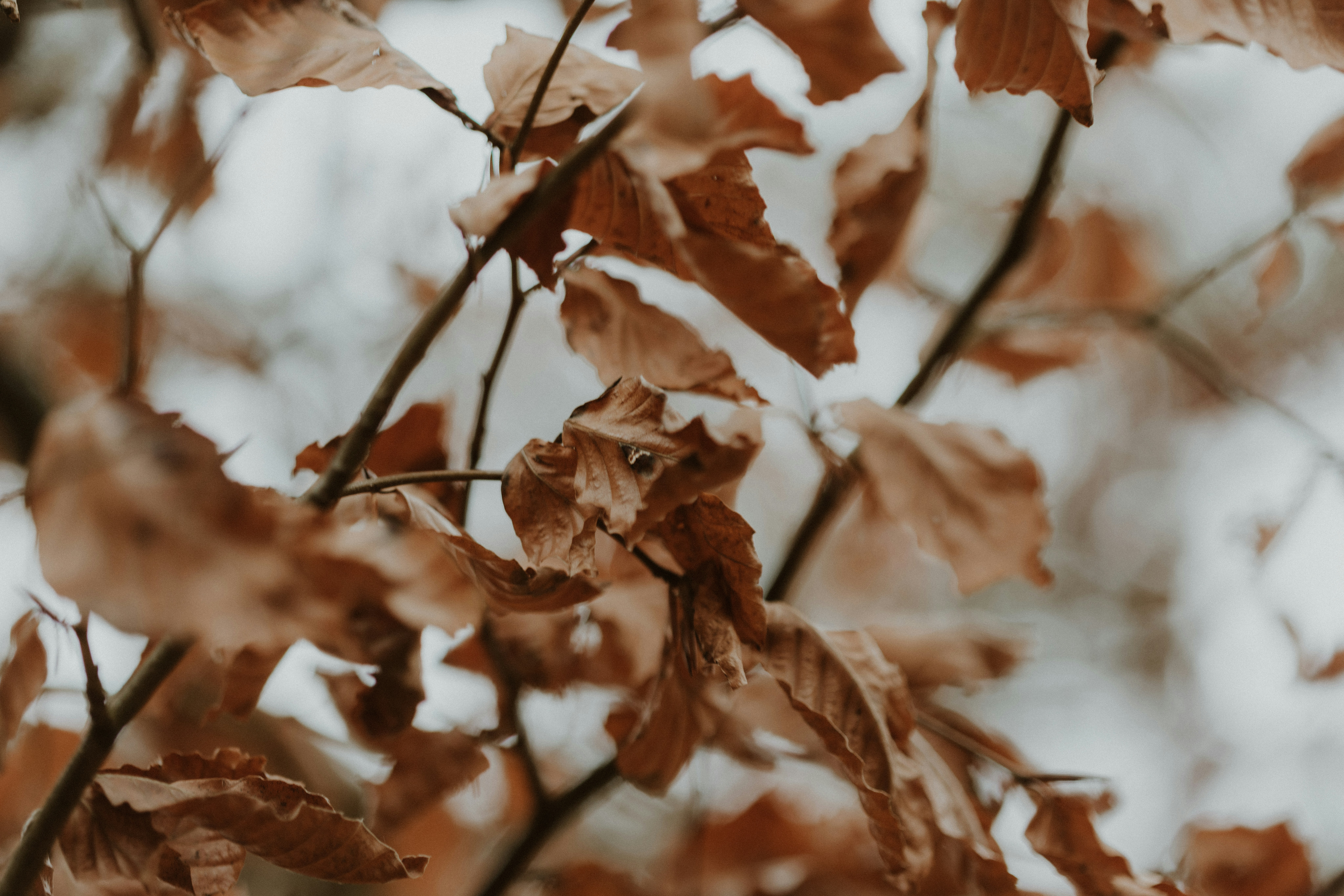 Photo by anniespratt