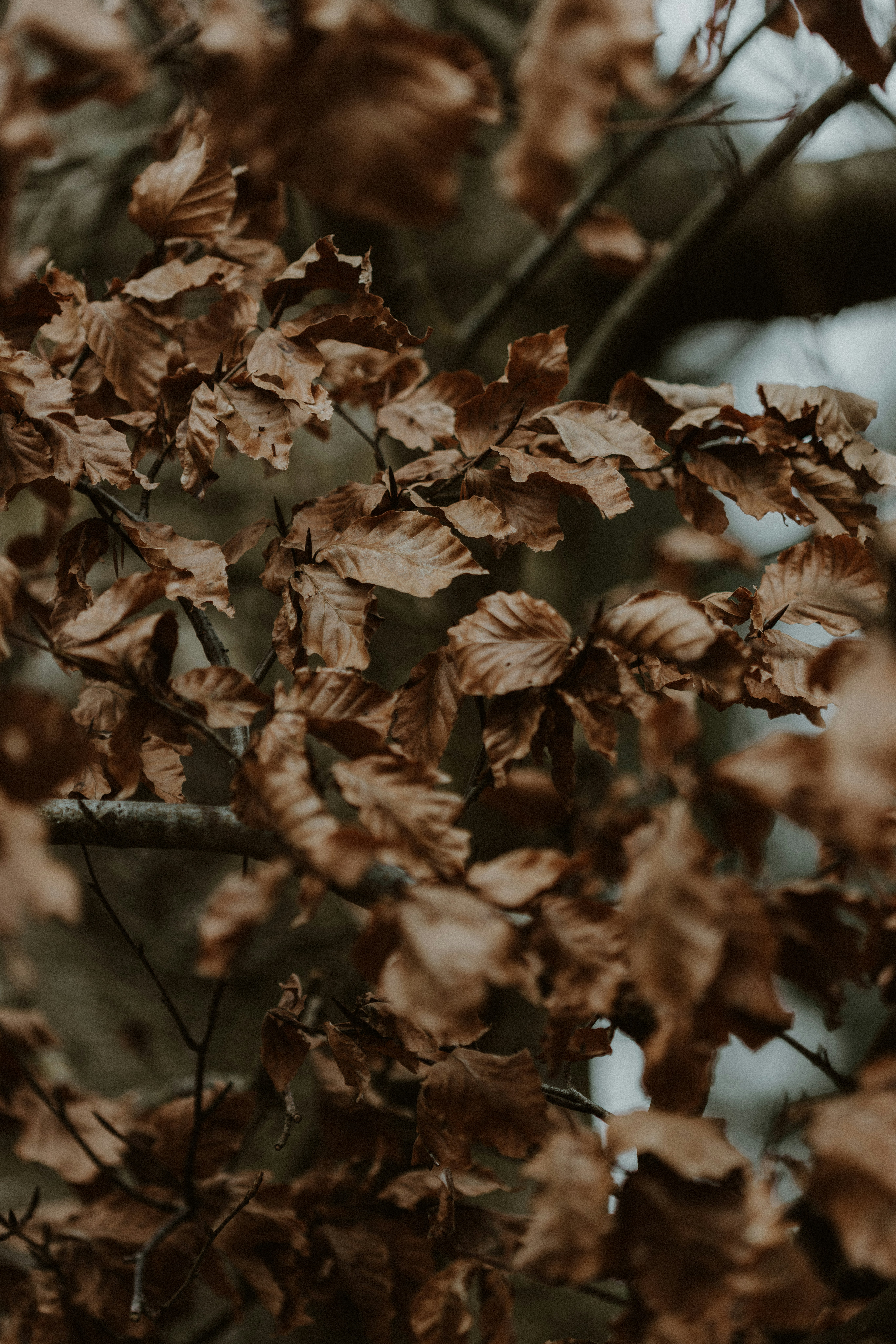 Photo by anniespratt