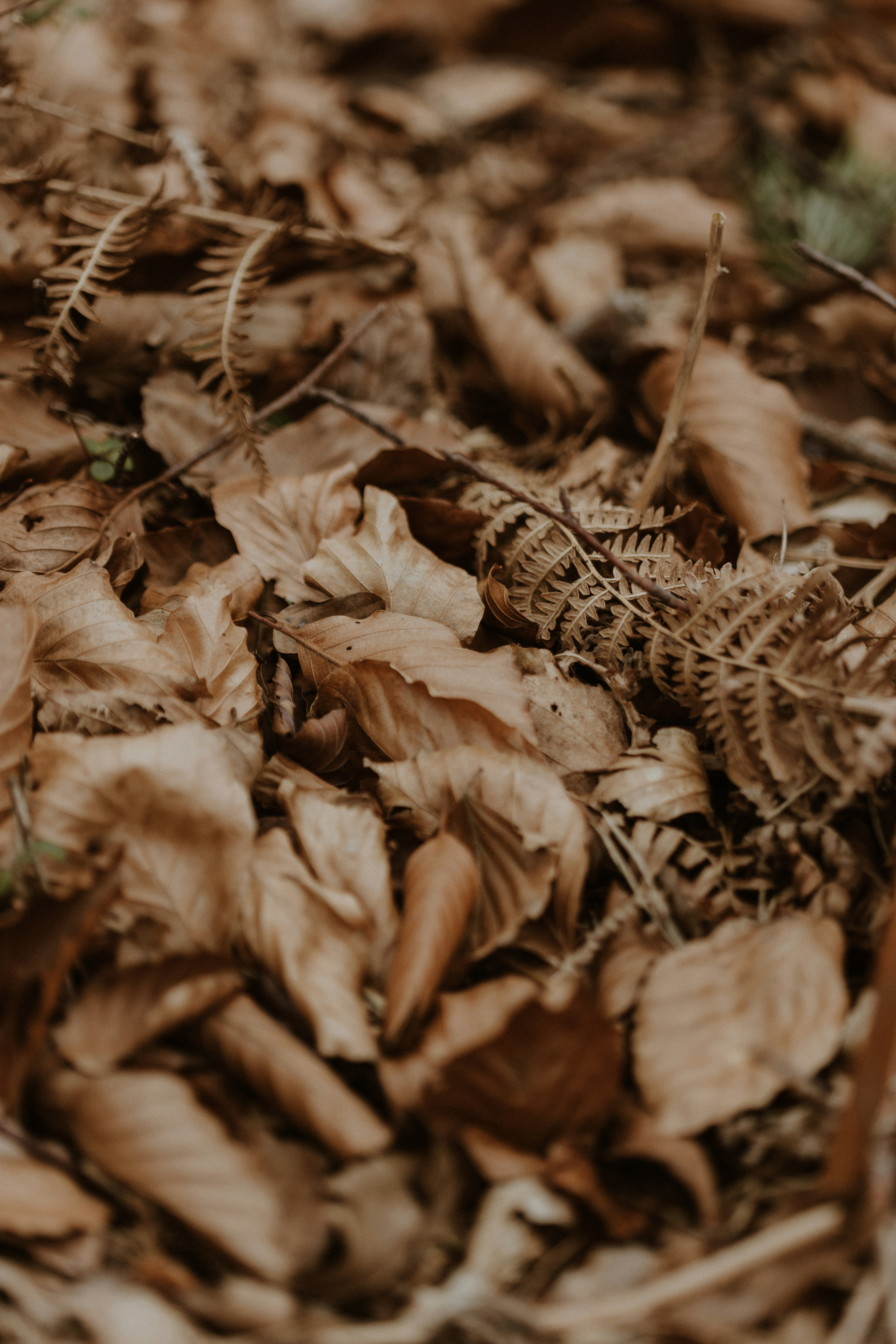 Photo by anniespratt