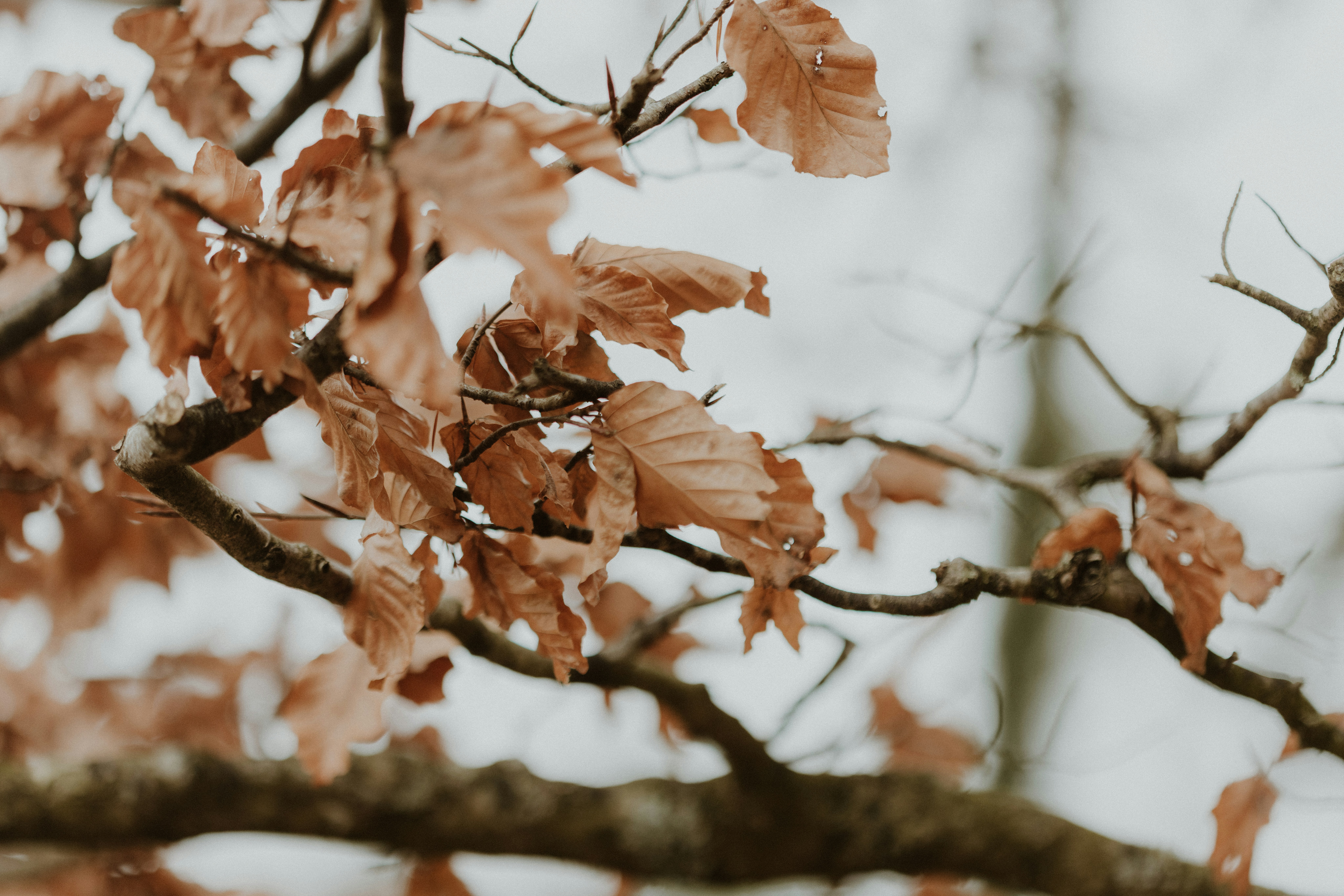 Photo by anniespratt