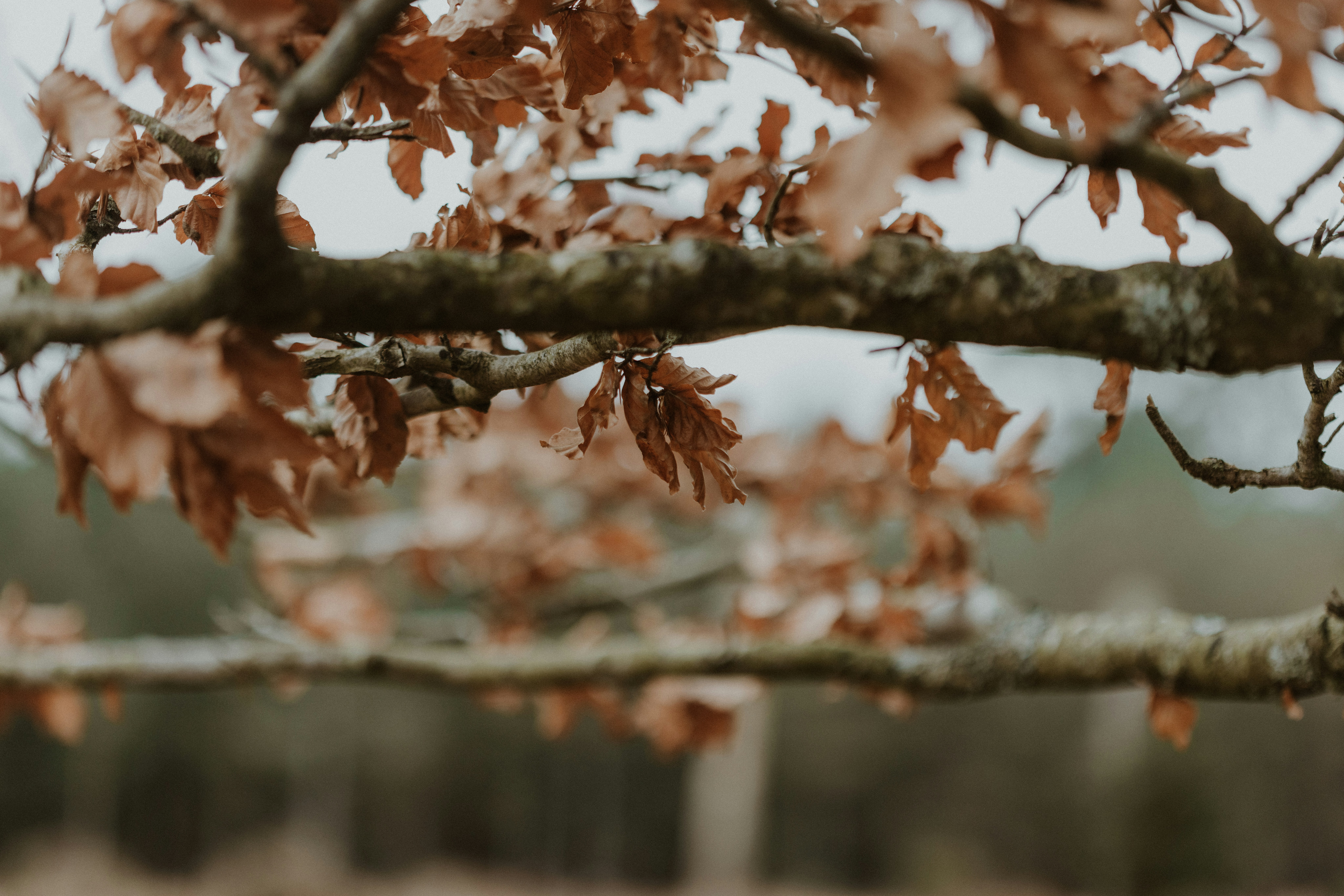 Photo by anniespratt