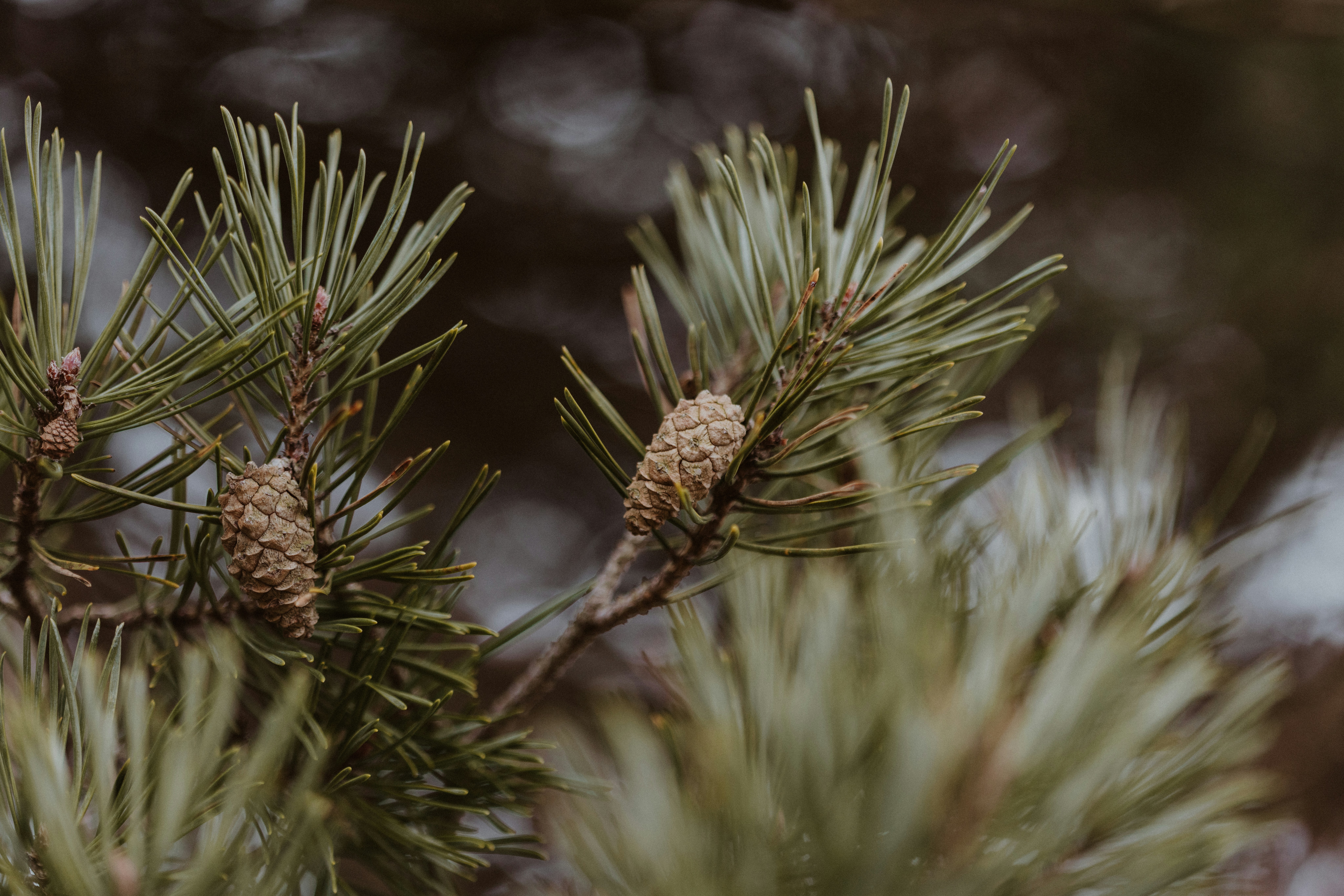 Photo by anniespratt