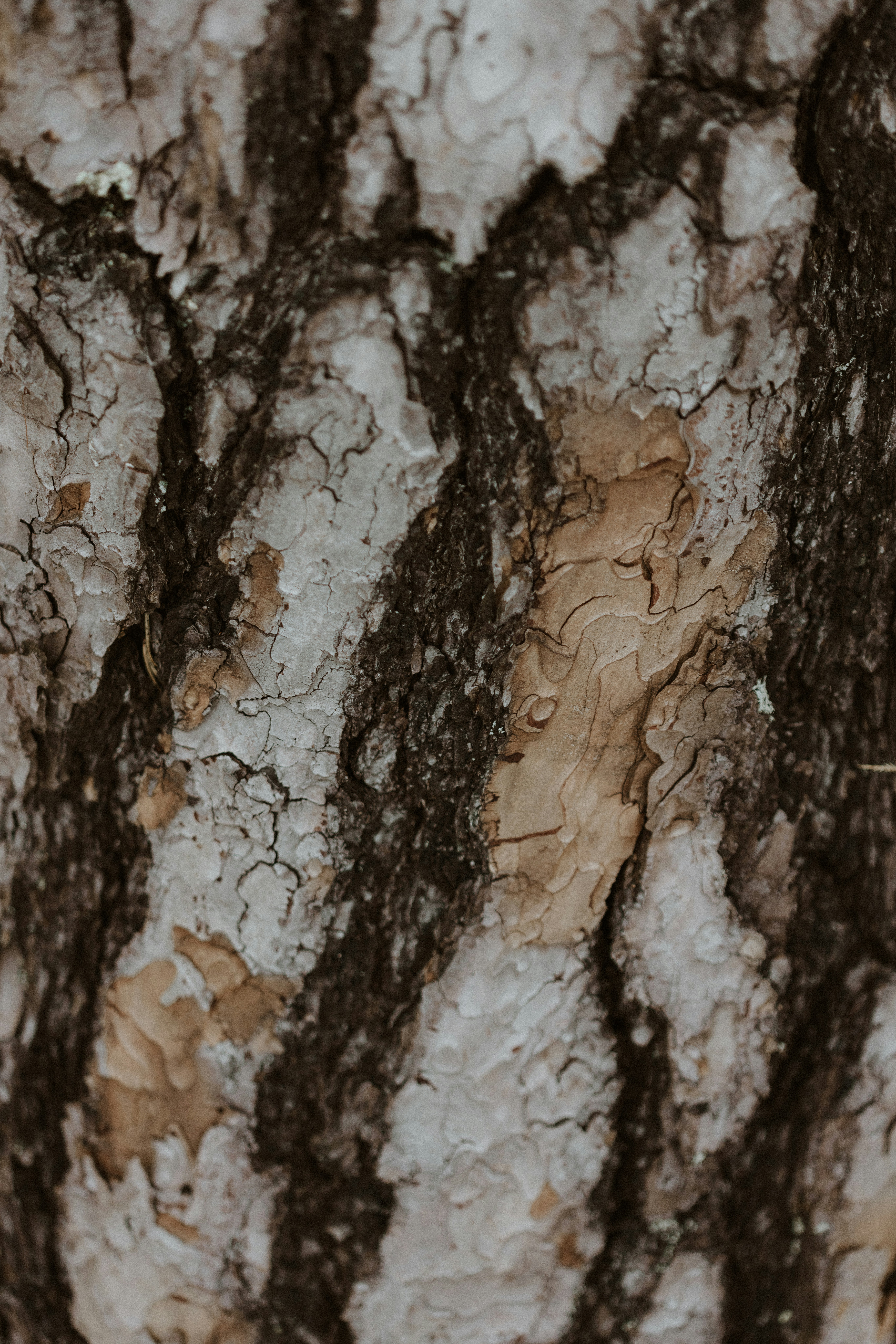 Photo by anniespratt