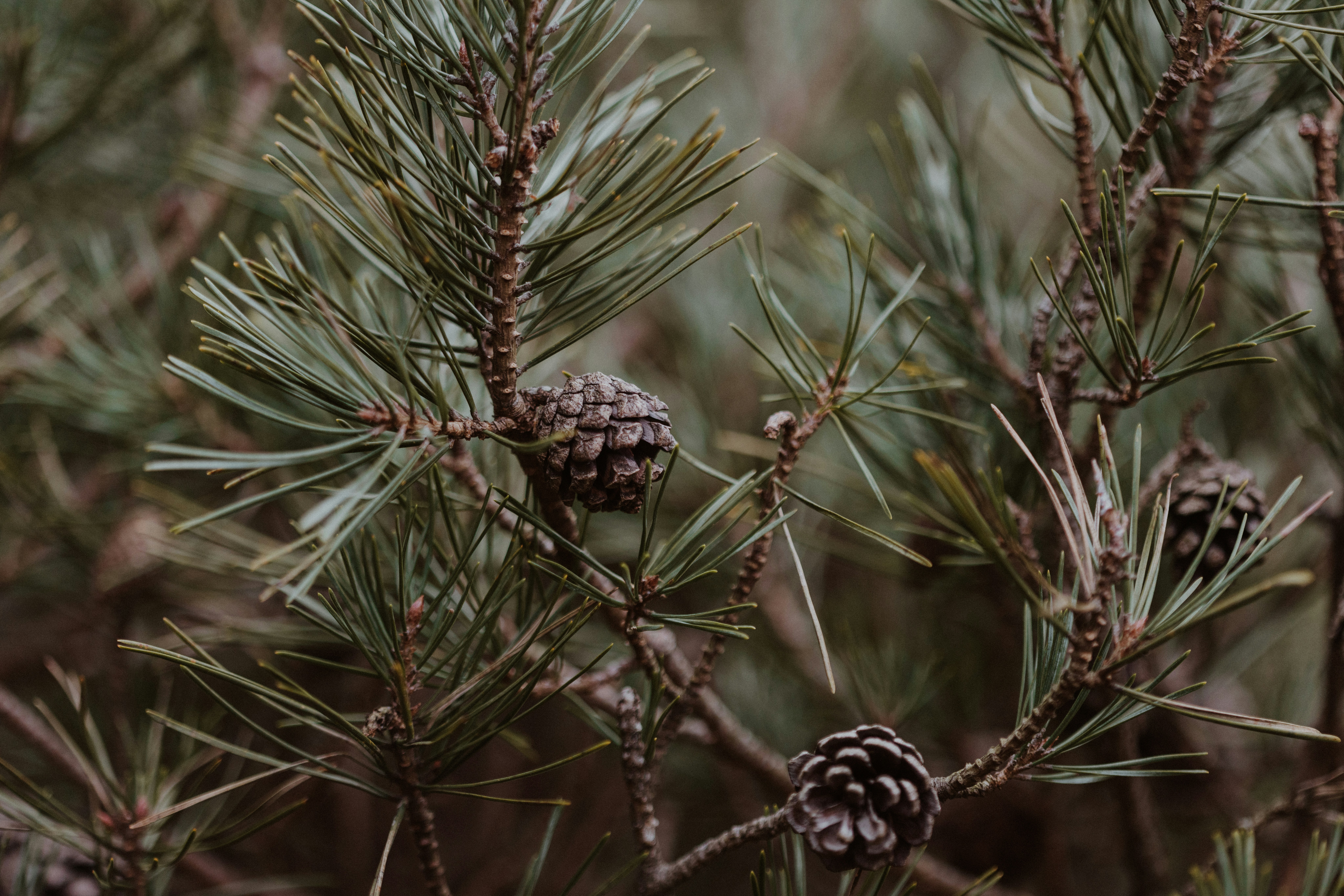 Photo by anniespratt