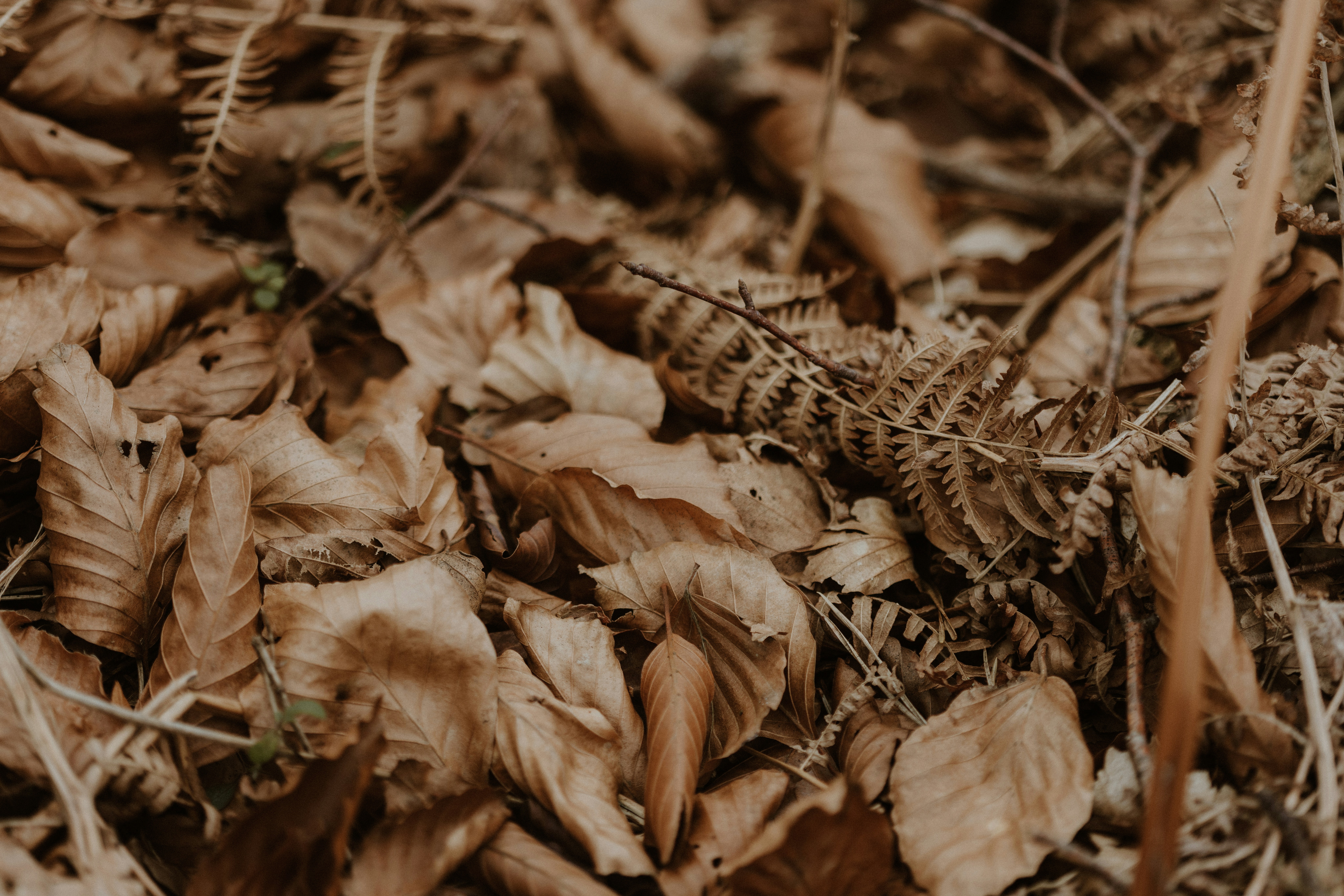 Photo by anniespratt