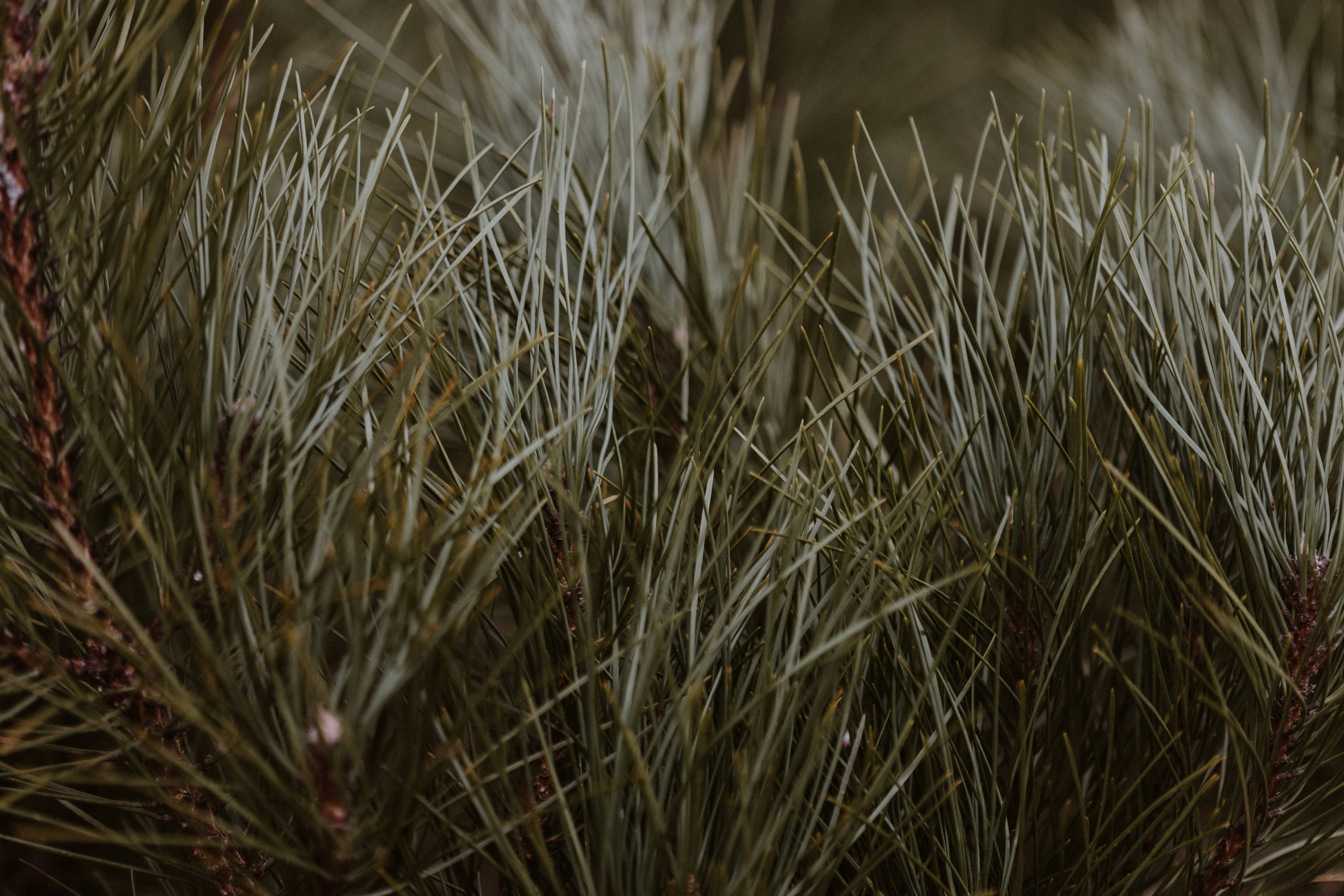 Photo by anniespratt