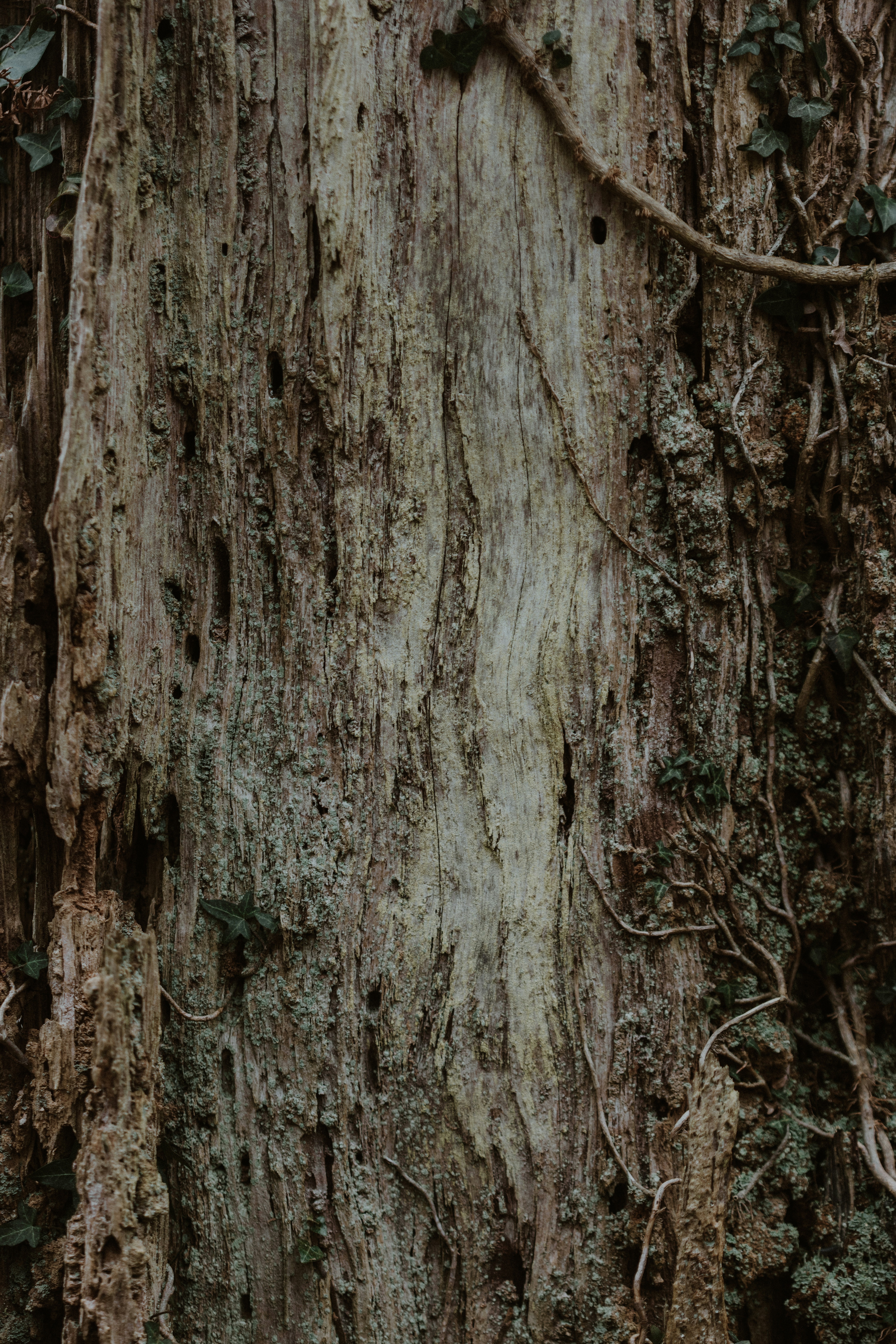 Photo by anniespratt