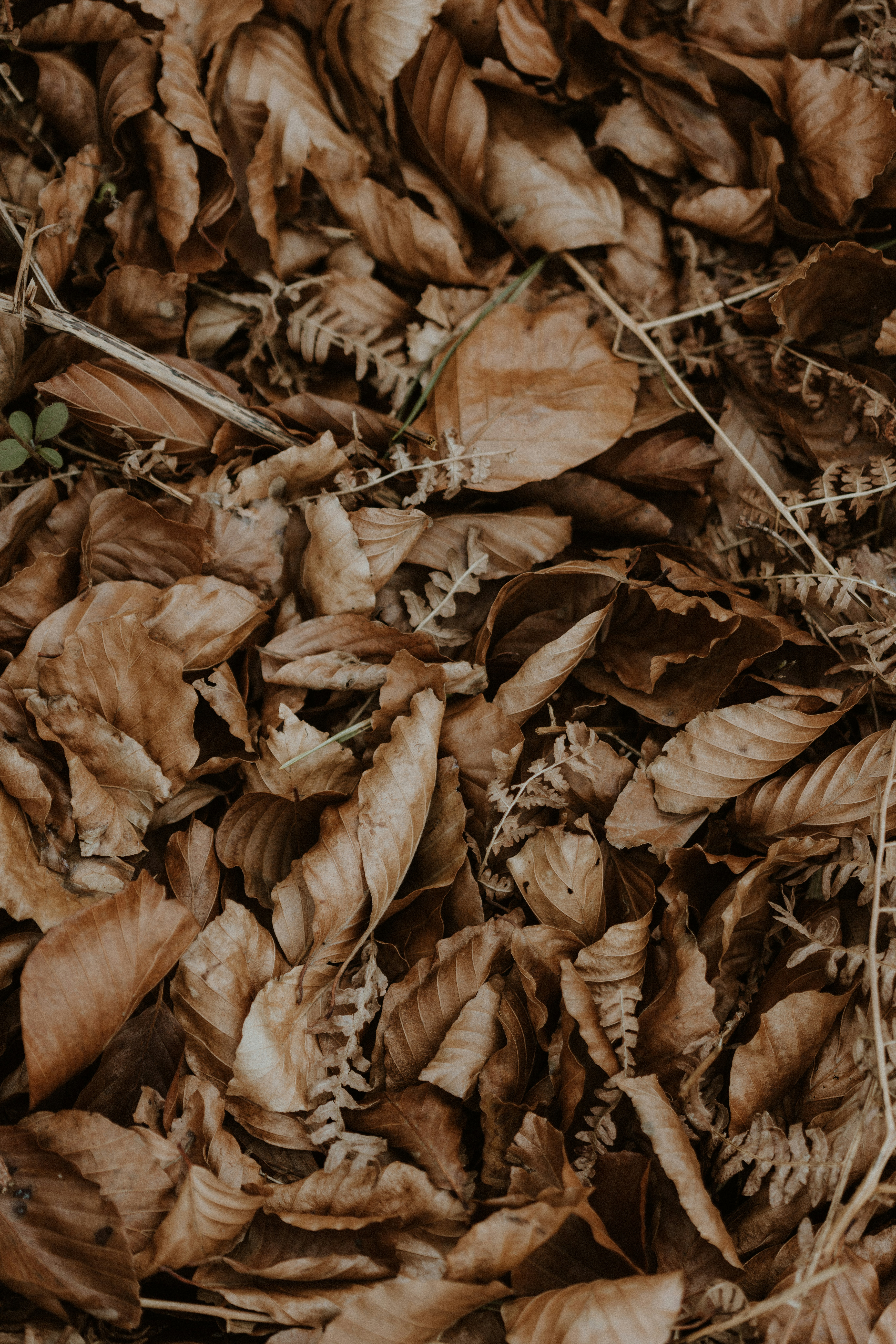 Photo by anniespratt