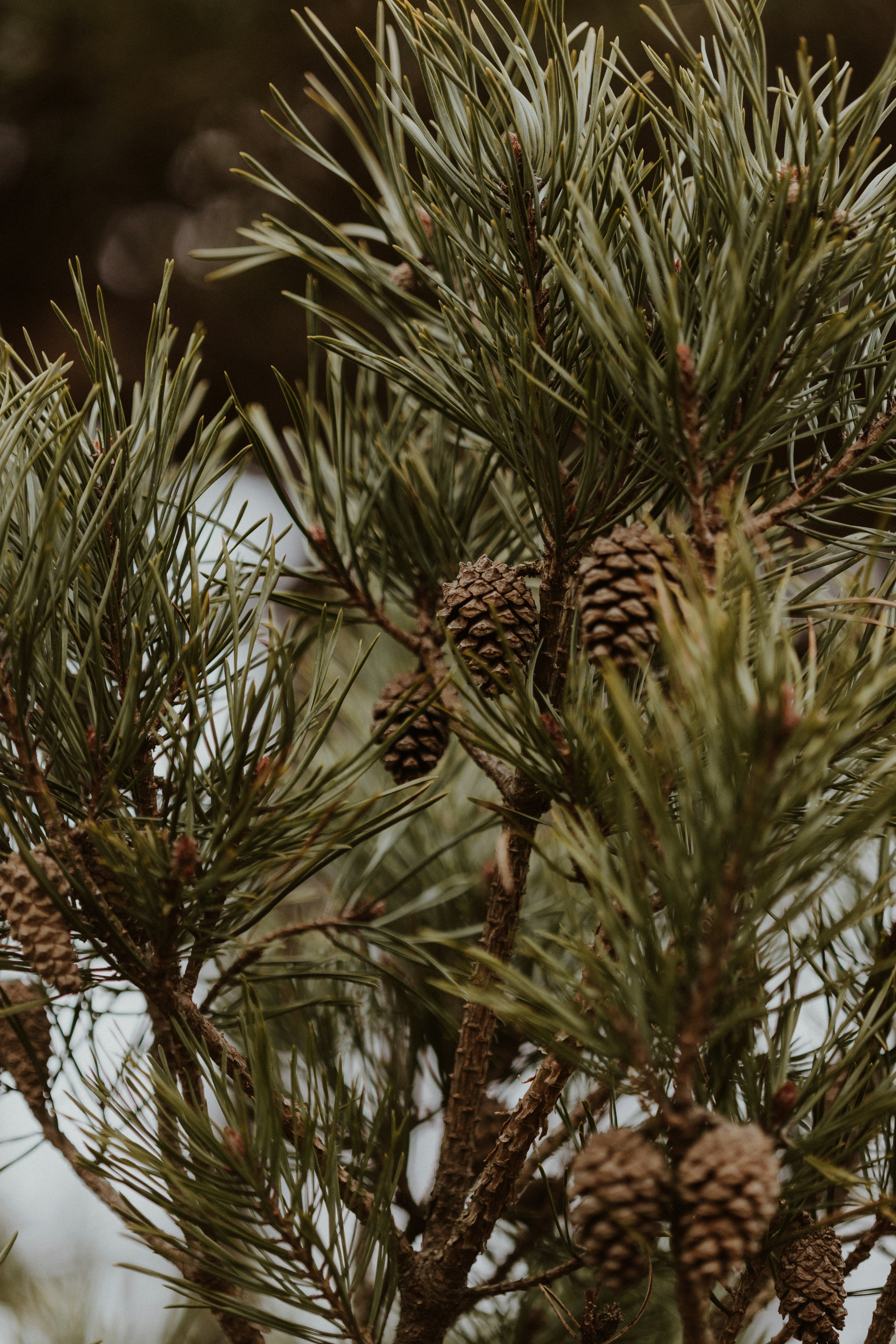 Um close-up de um pinheiro com cones