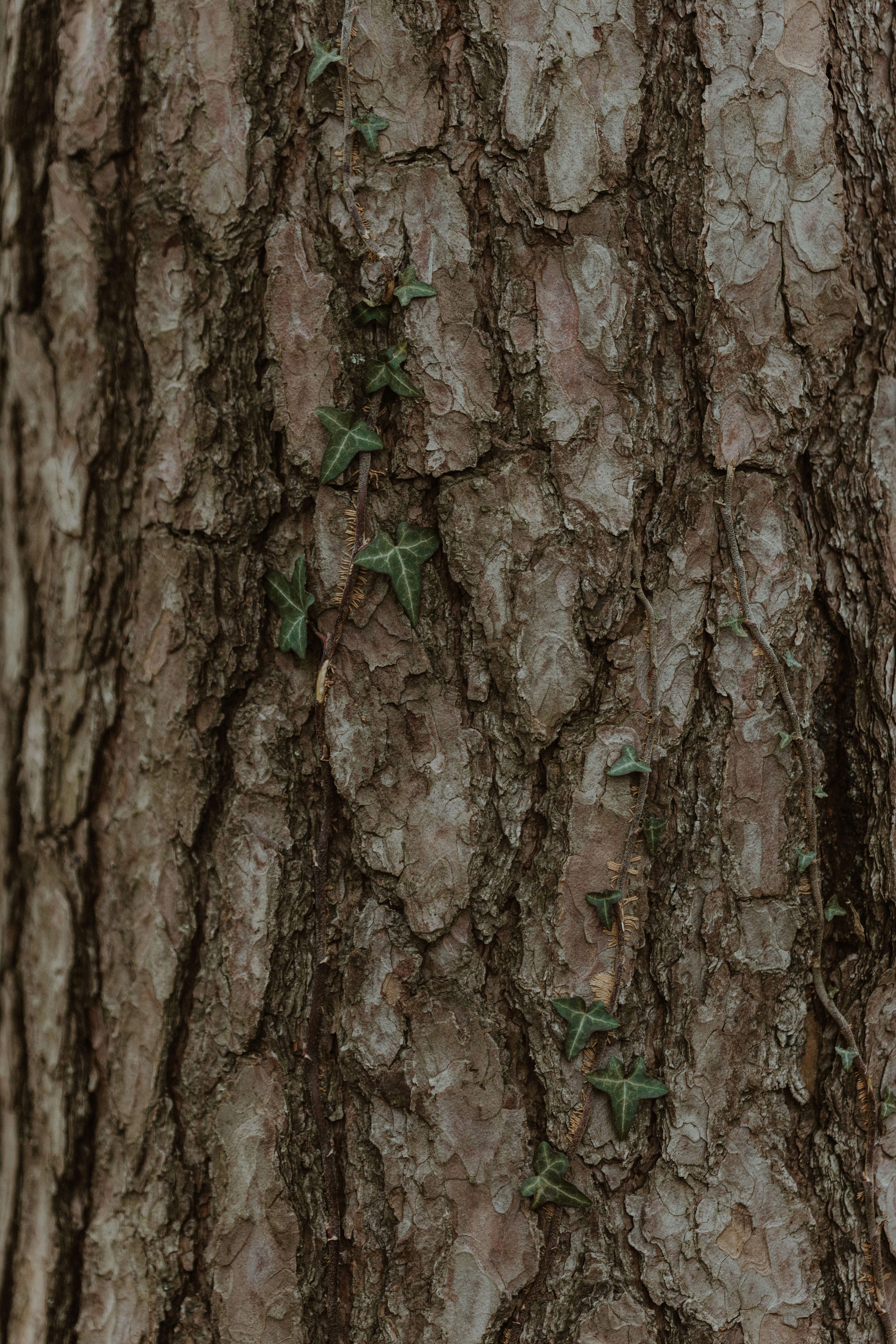 Photo by anniespratt