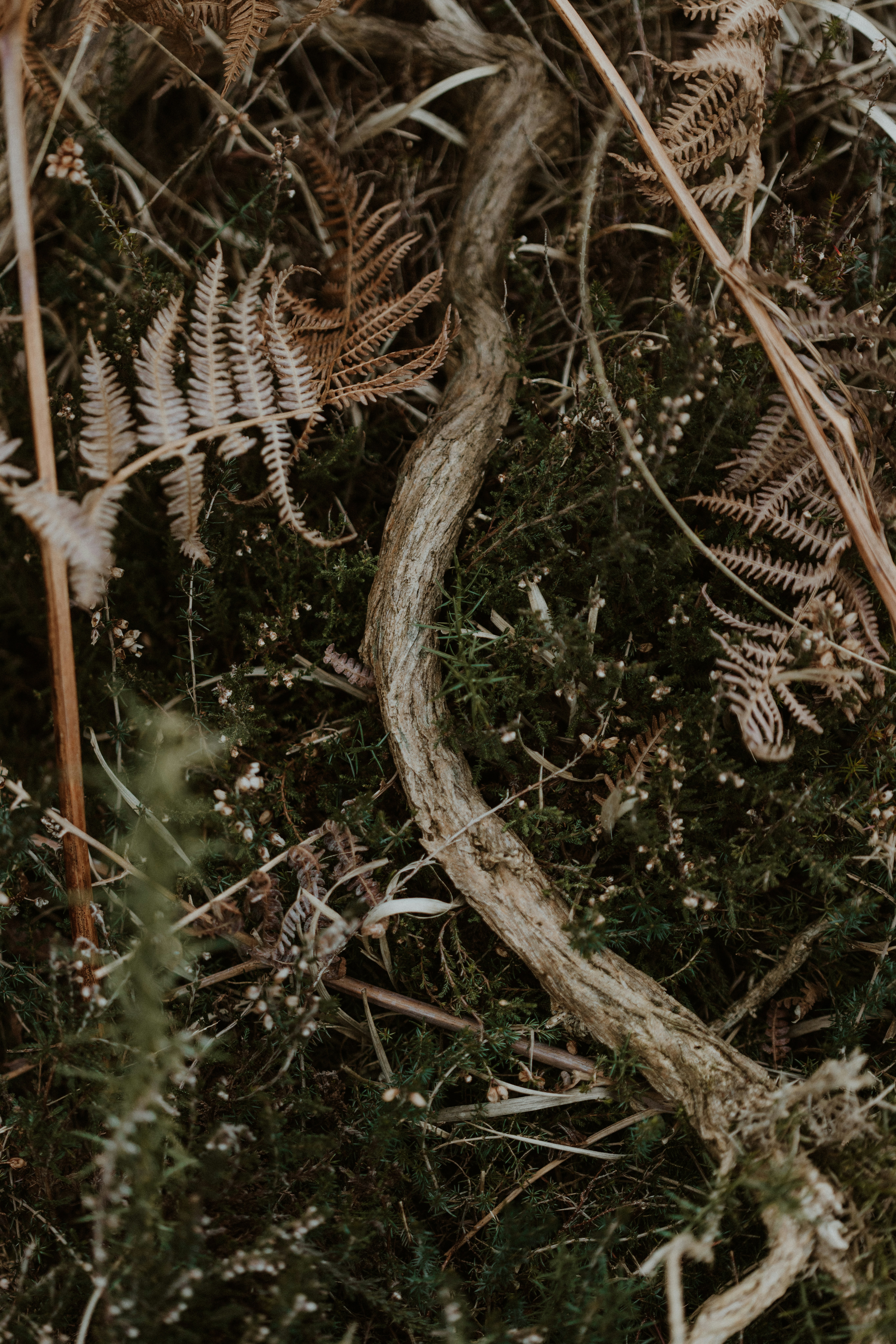 Photo by anniespratt