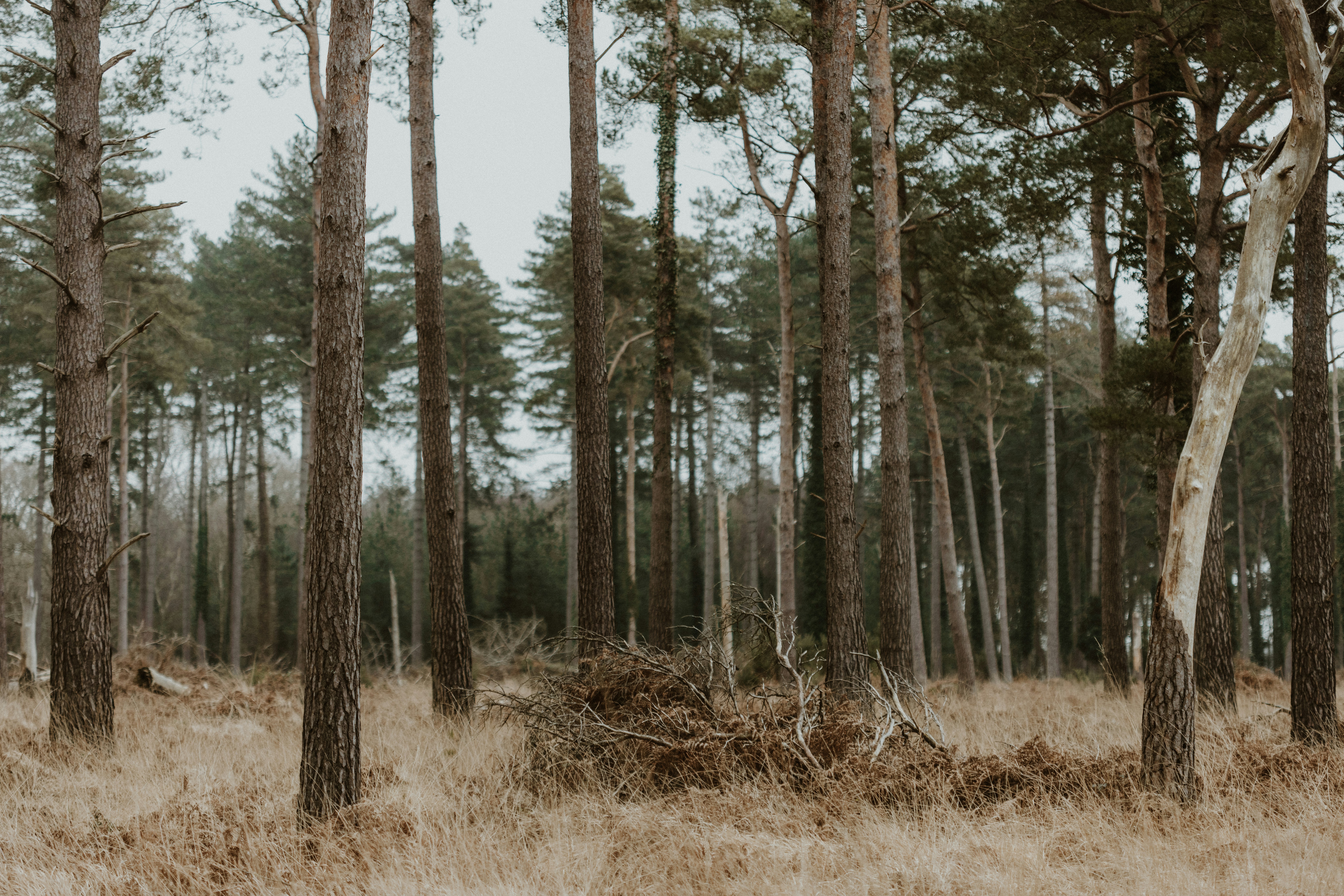 Photo by anniespratt