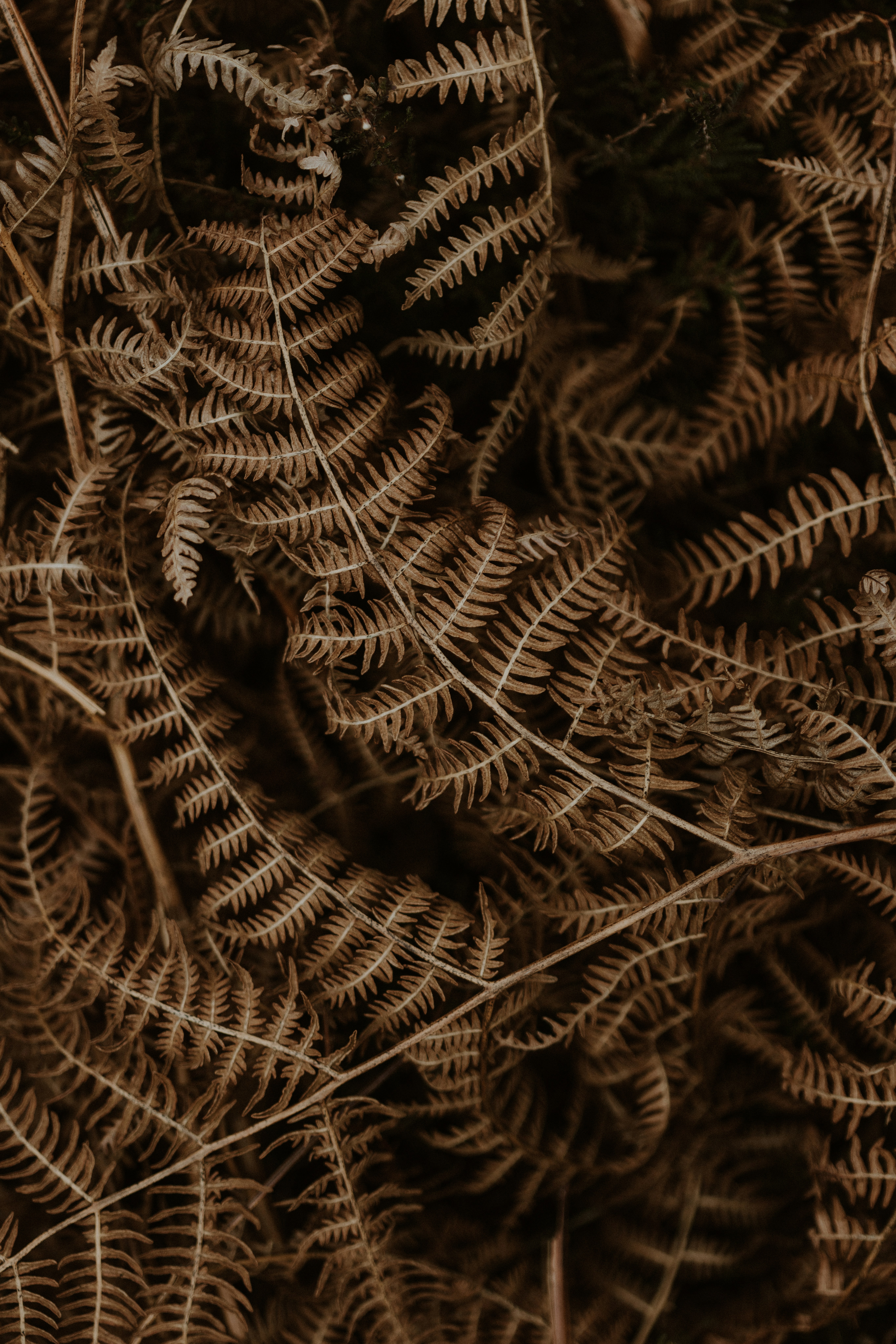 Photo by anniespratt