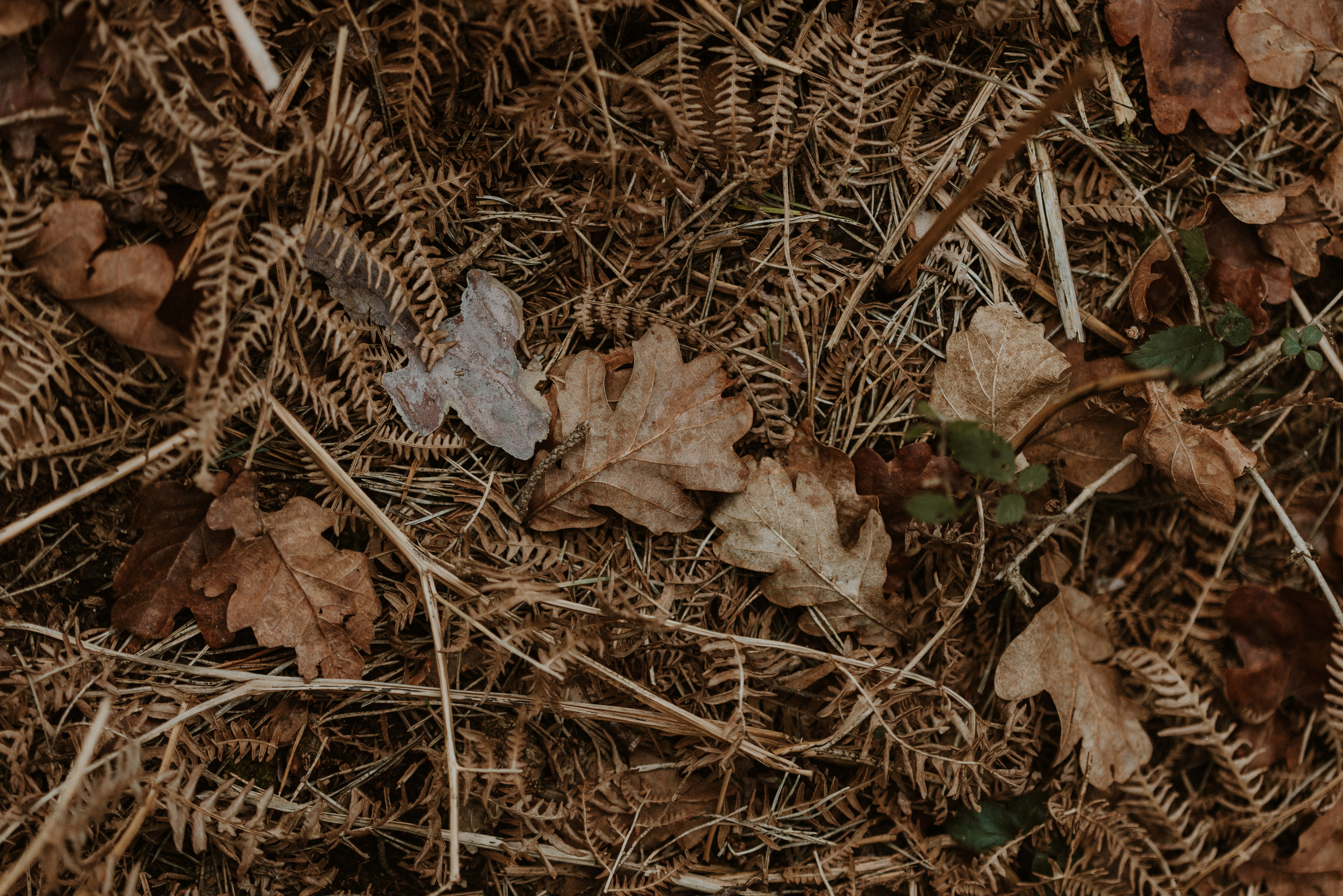 Photo by anniespratt